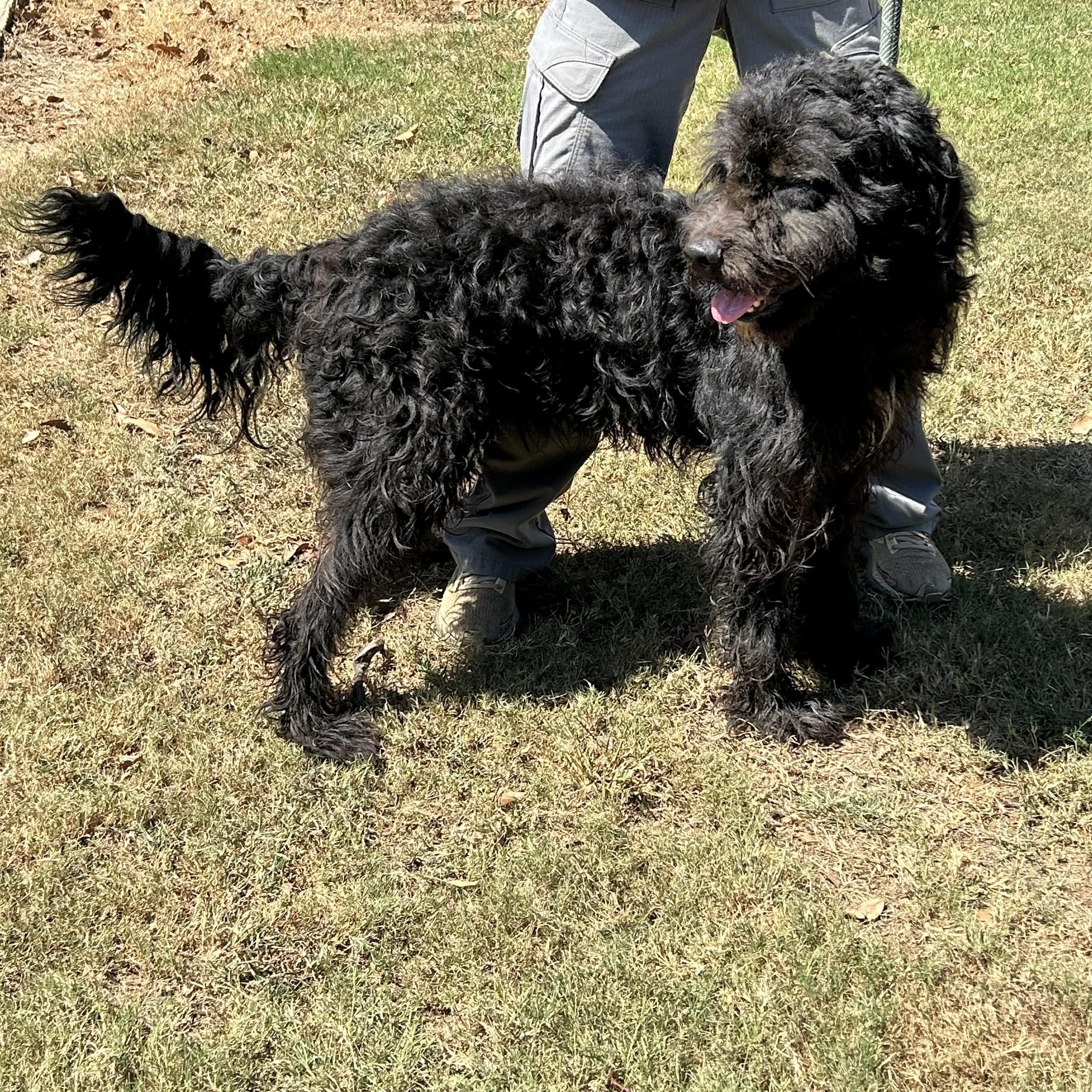 Enlarge Sire - 4 years old, a Adoptable Labradoodle in Muldrow, OK image 3/3