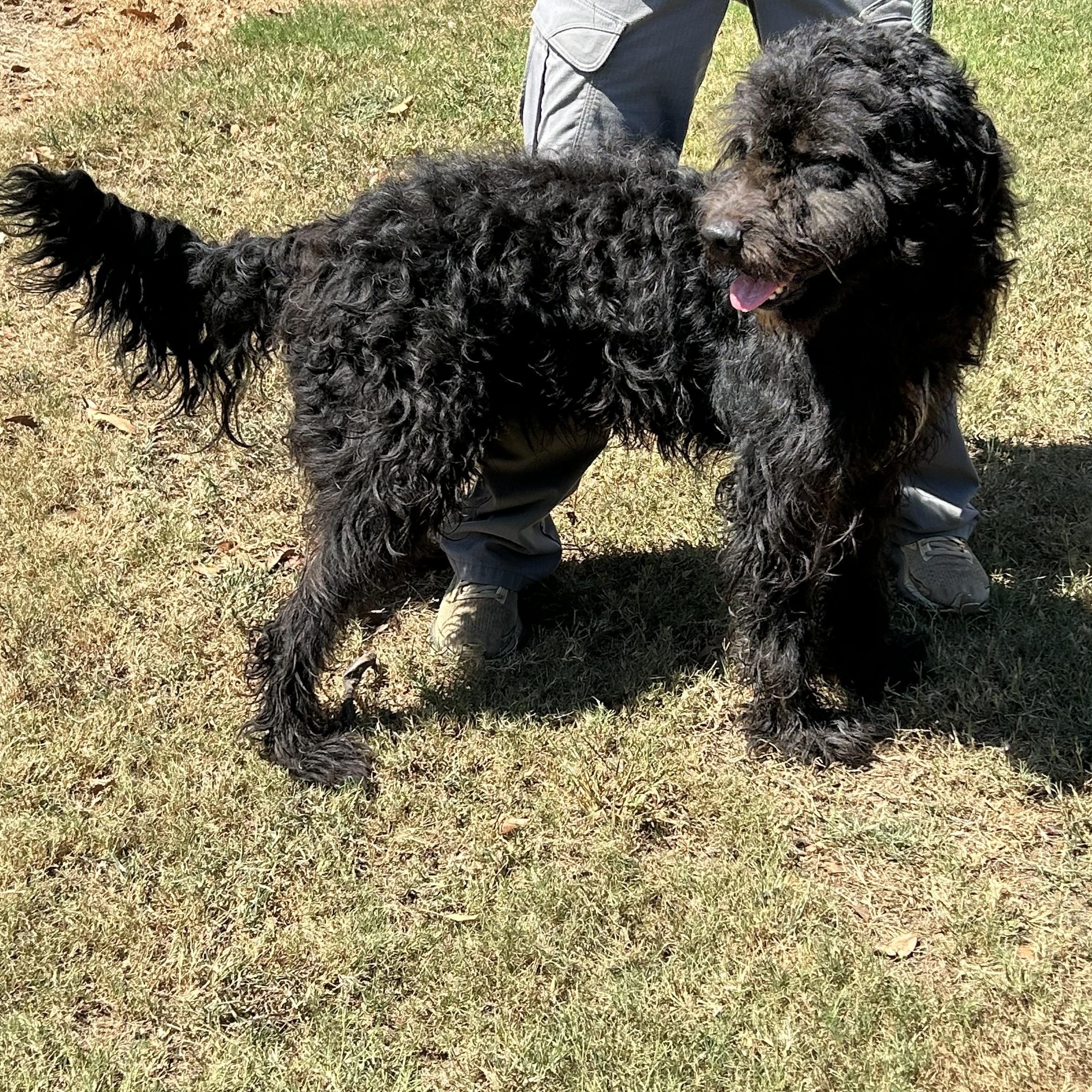 Sire - 4 years old, Adoptable, Adult Male Labradoodle.