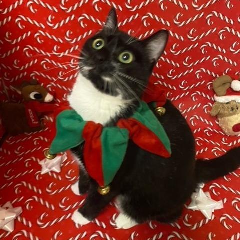 Enlarge Agnus, a Adoptable Domestic Short Hair in Chehalis, WA image 1/1