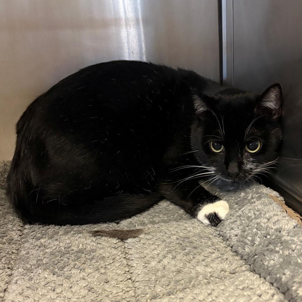 Agnus, Adoptable, Young Female Domestic Short Hair.