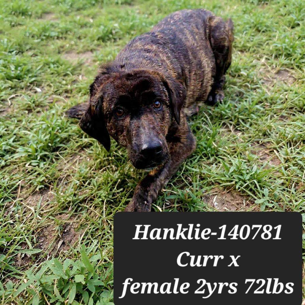 Hanklie, Adoptable, Adult Female Mountain Cur.