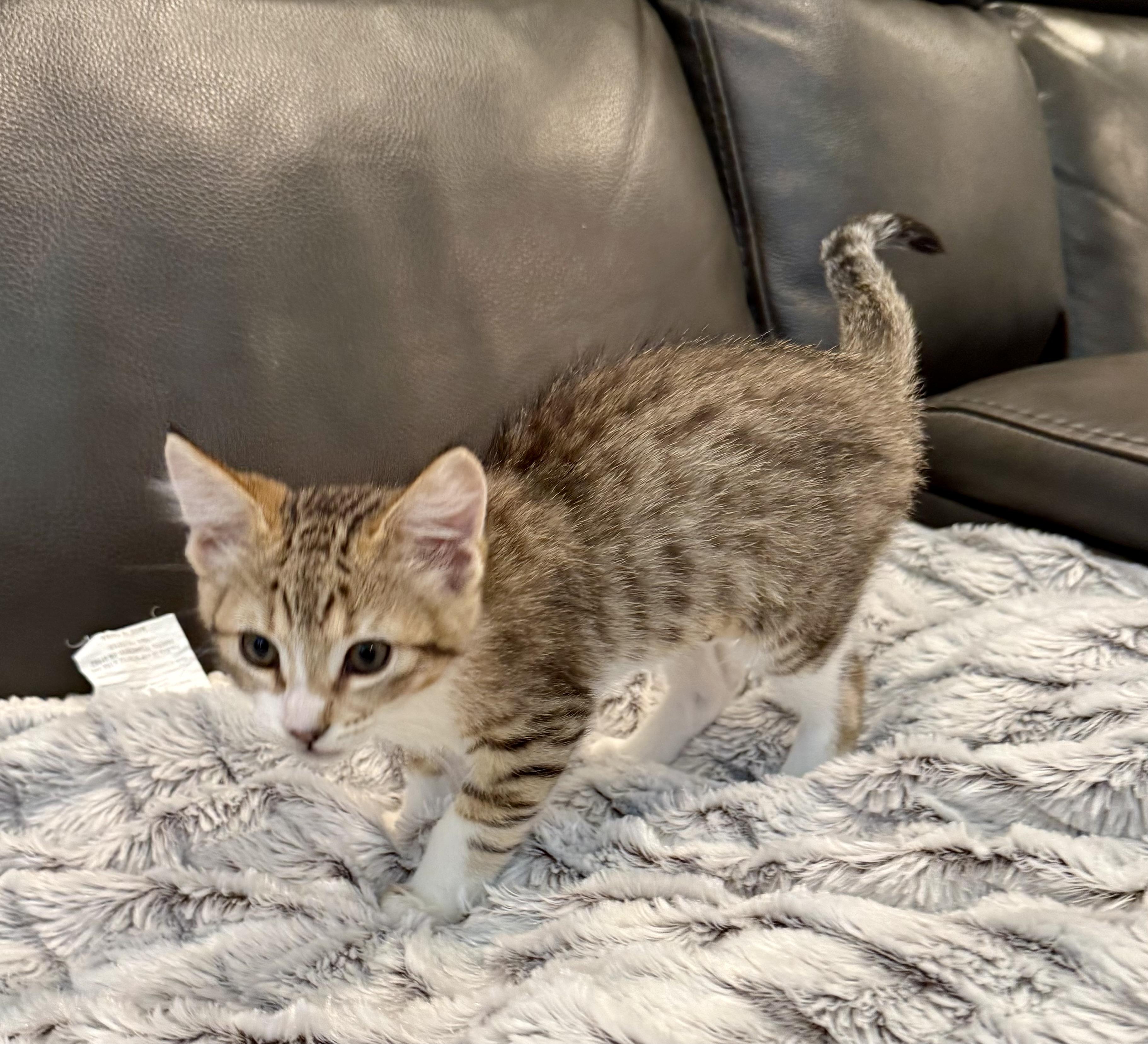 Enlarge Eve, an adopted mixed breed in San Jose, CA image 1/1