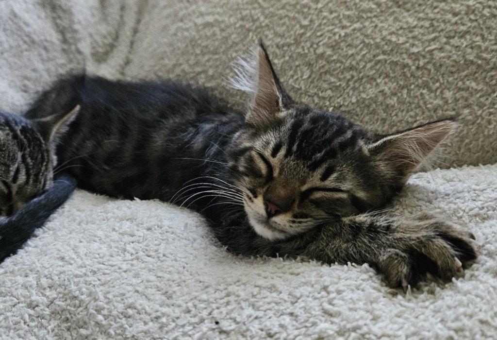 26-30 Dylan, Adoptable, Kitten Female Domestic Medium Hair.