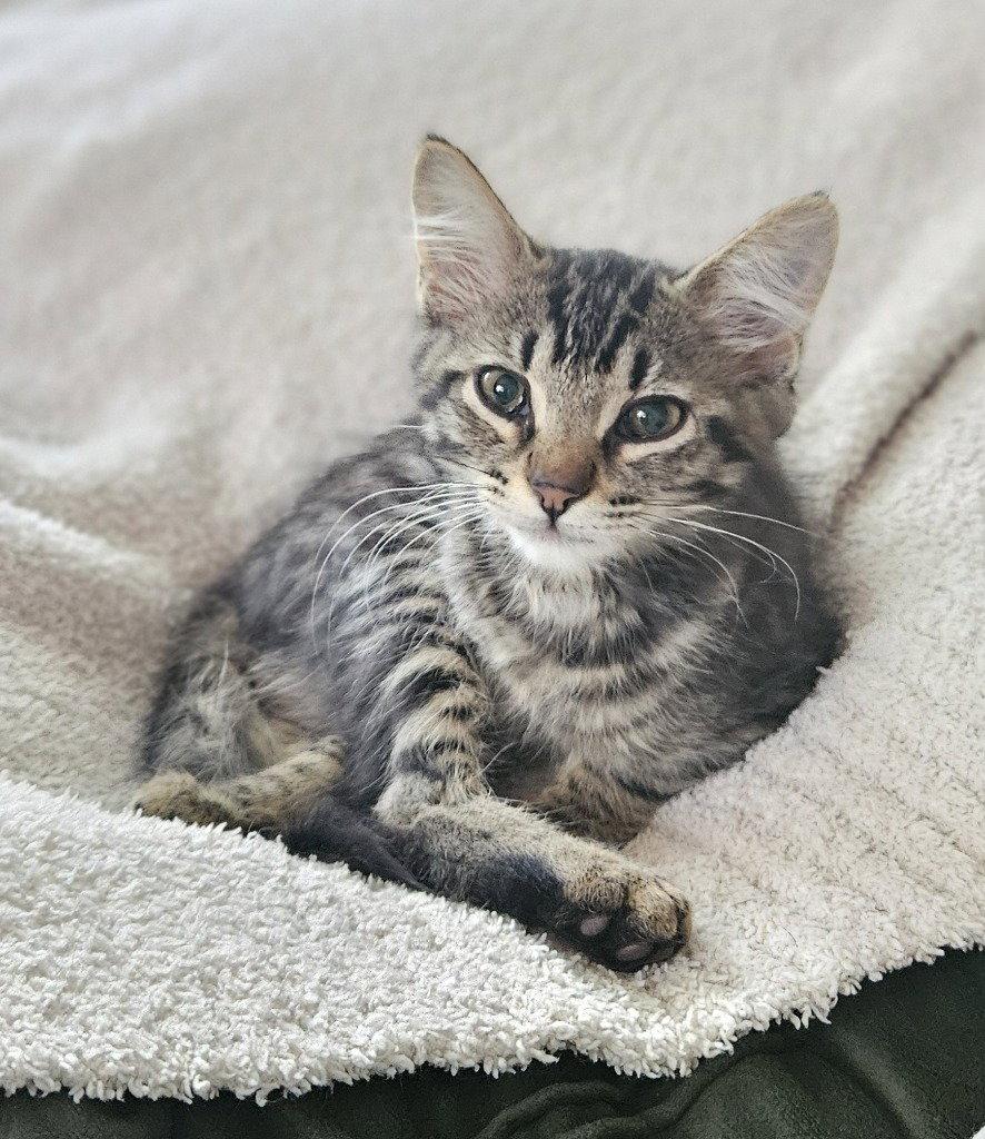 Enlarge 26-30 Dylan, a Adoptable Domestic Medium Hair in St. Helens, OR image 2/2