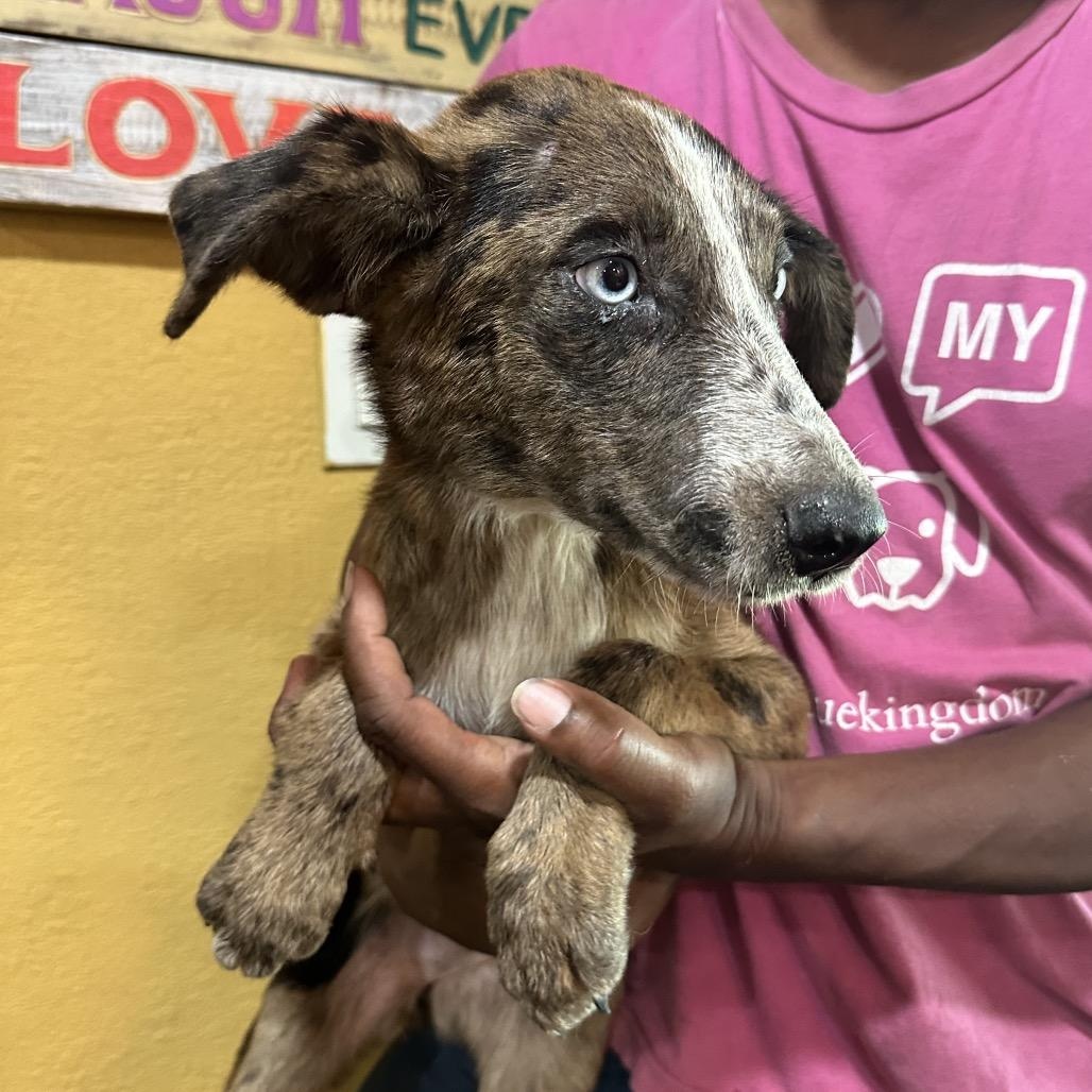 Knoxy - Local Sept 11-13, Adopted, Puppy Female Catahoula Leopard Dog.