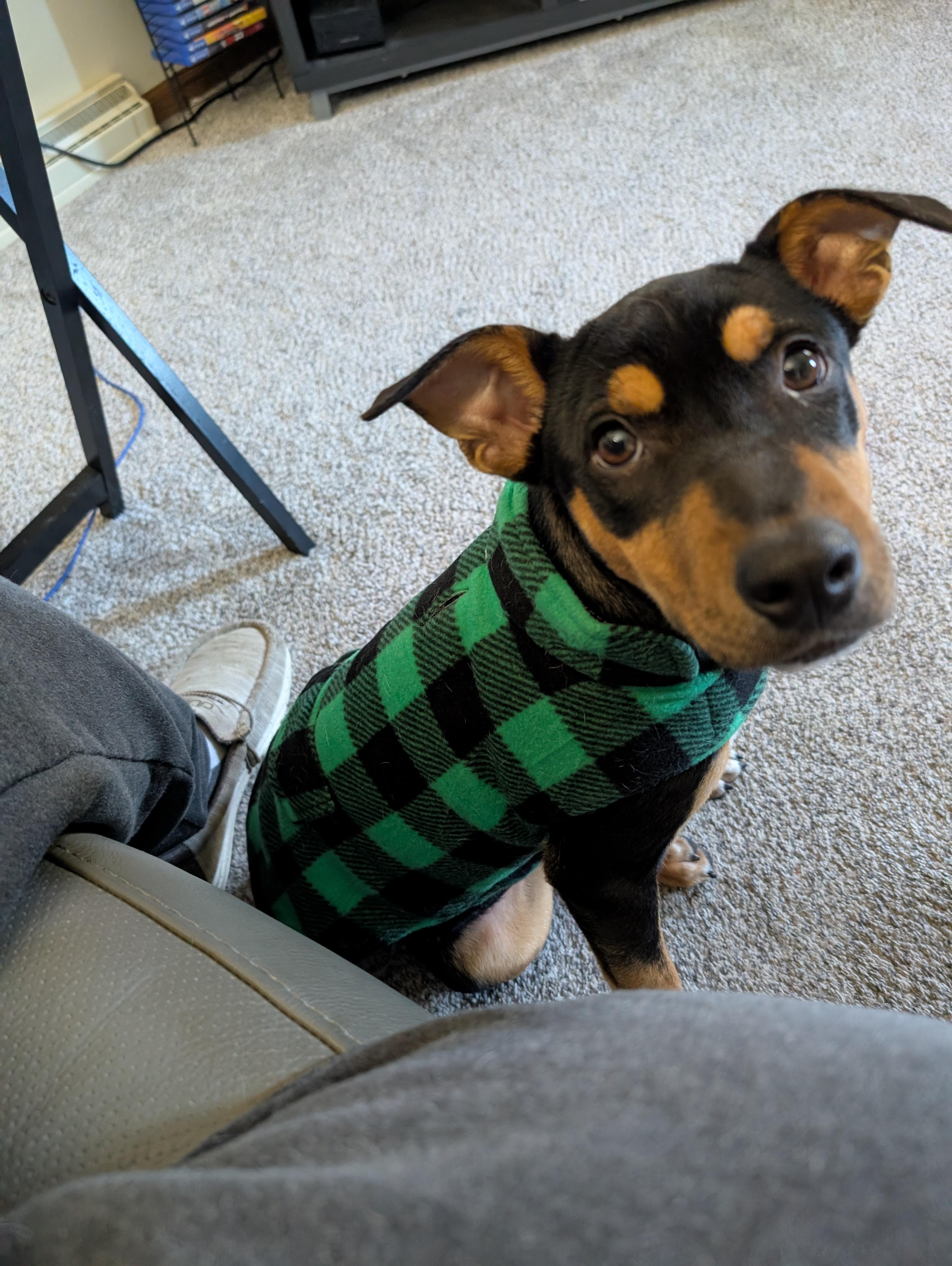 Kona, Adoptable, Young Female Mixed Breed & Mixed Breed.