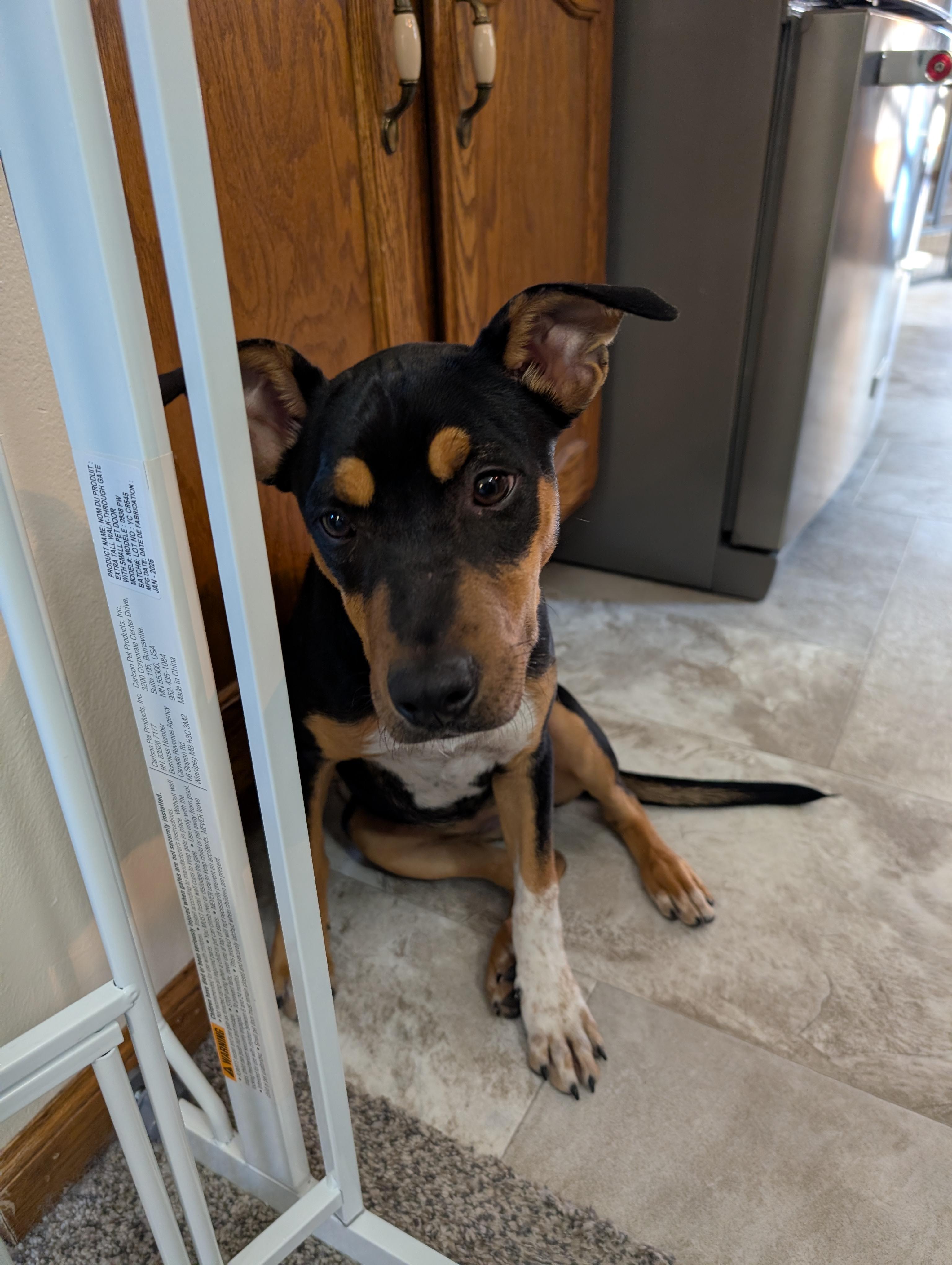 Kona, a Adoptable mixed breed in Alma, WI image 2/6