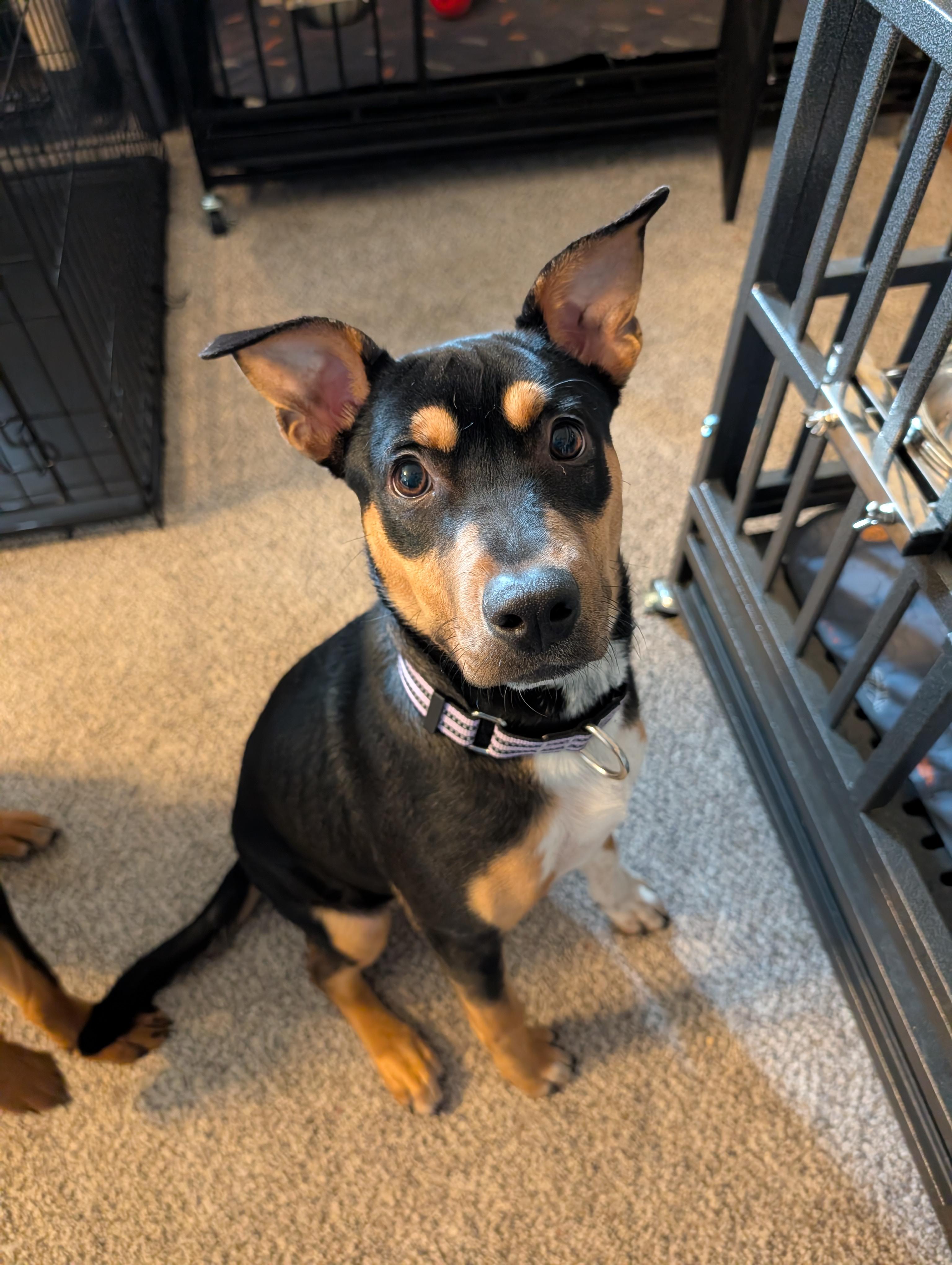 Kona, a Adoptable mixed breed in Alma, WI image 3/6