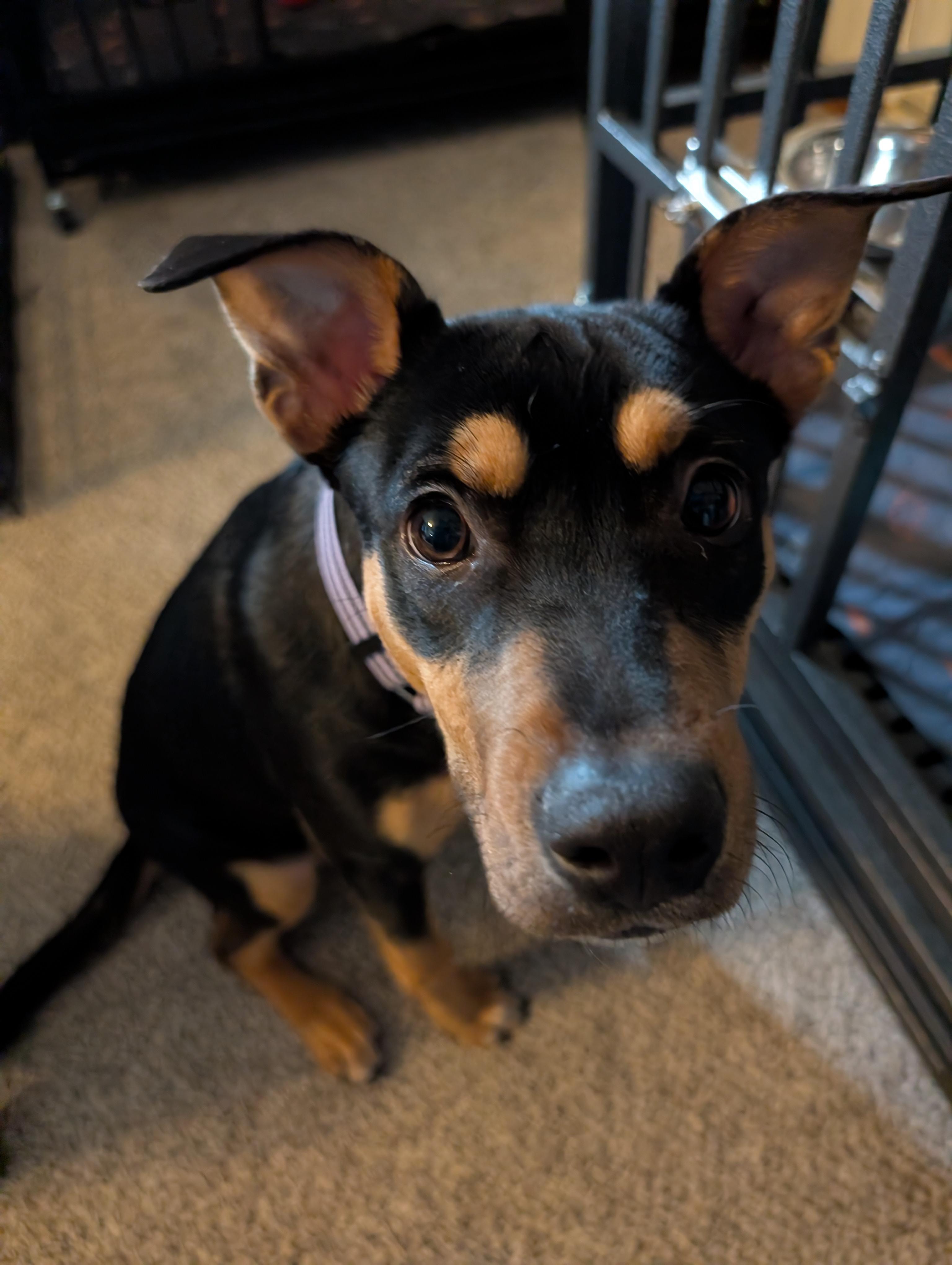 Kona, a Adoptable mixed breed in Alma, WI image 5/6