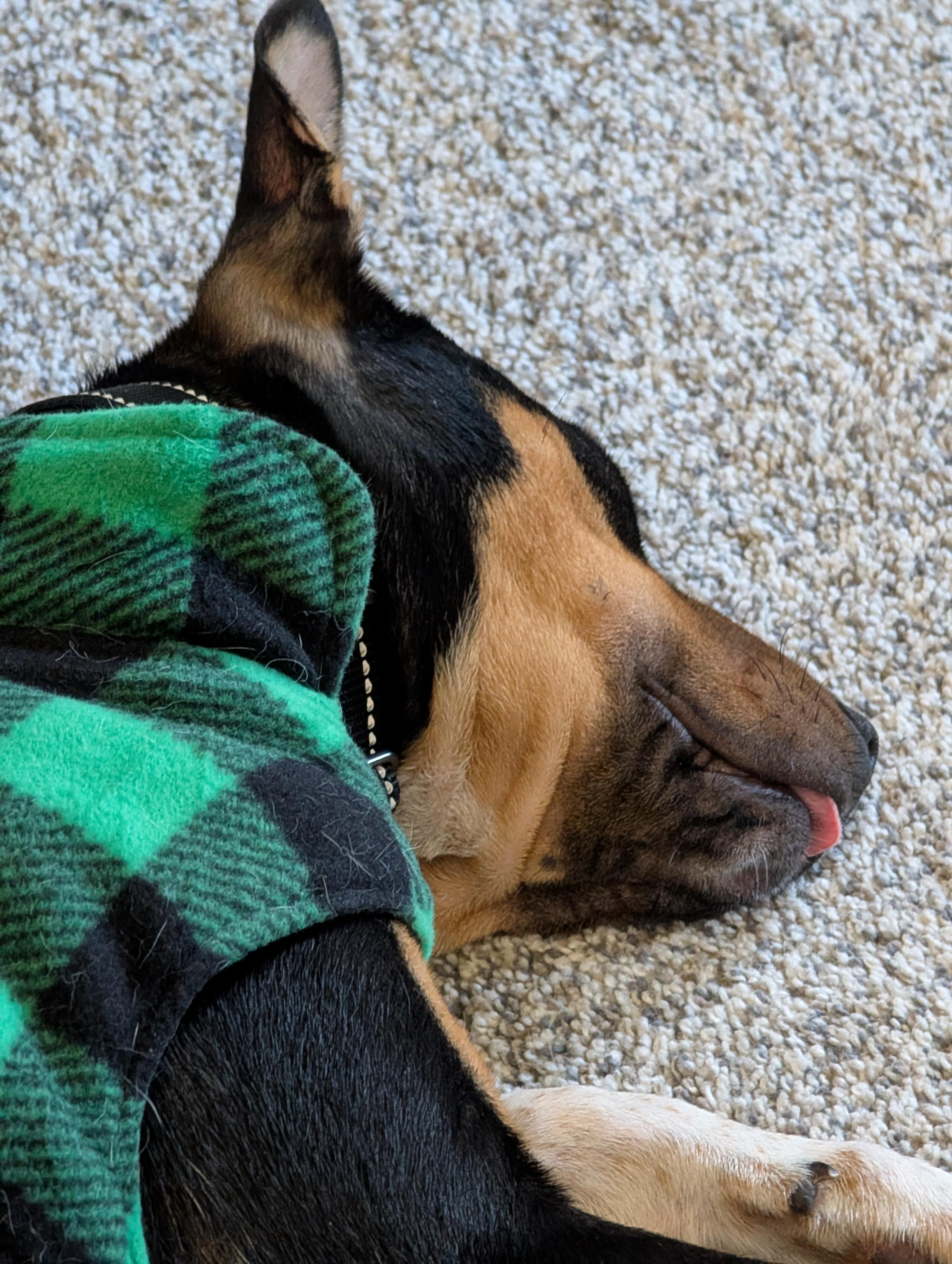 Kona, a Adoptable mixed breed in Alma, WI image 6/6