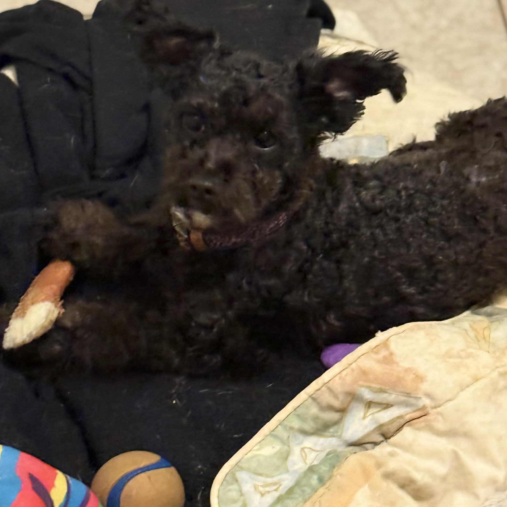 Enlarge Sasha (bonded pair), a ADOPTABLE Poodle (Toy) in Homer Glen, IL image 2/3