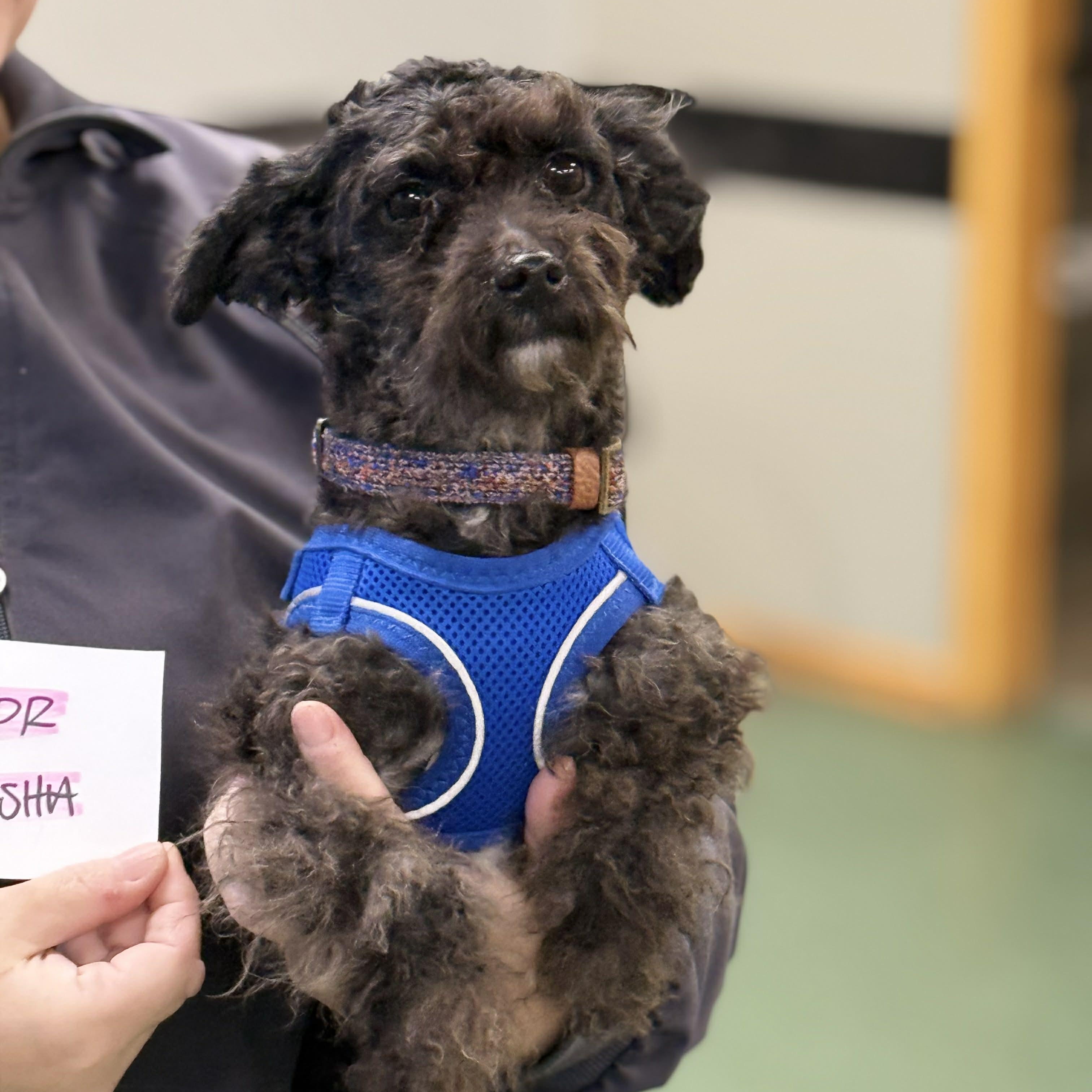 Sasha (bonded pair), ADOPTABLE, Young Female Poodle (Toy).