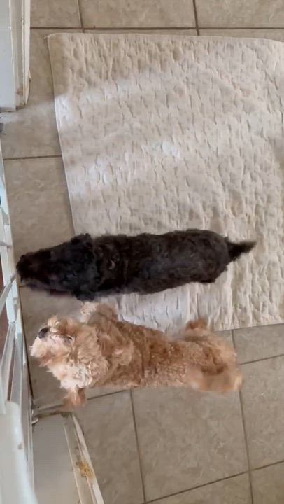Enlarge Sasha (bonded pair), a ADOPTABLE Poodle (Toy) in Homer Glen, IL video 3/3