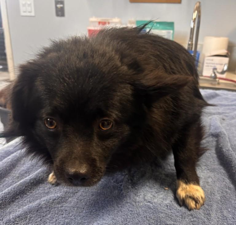 A210304, Adoptable, Adult Male Pomeranian & Mixed Breed.