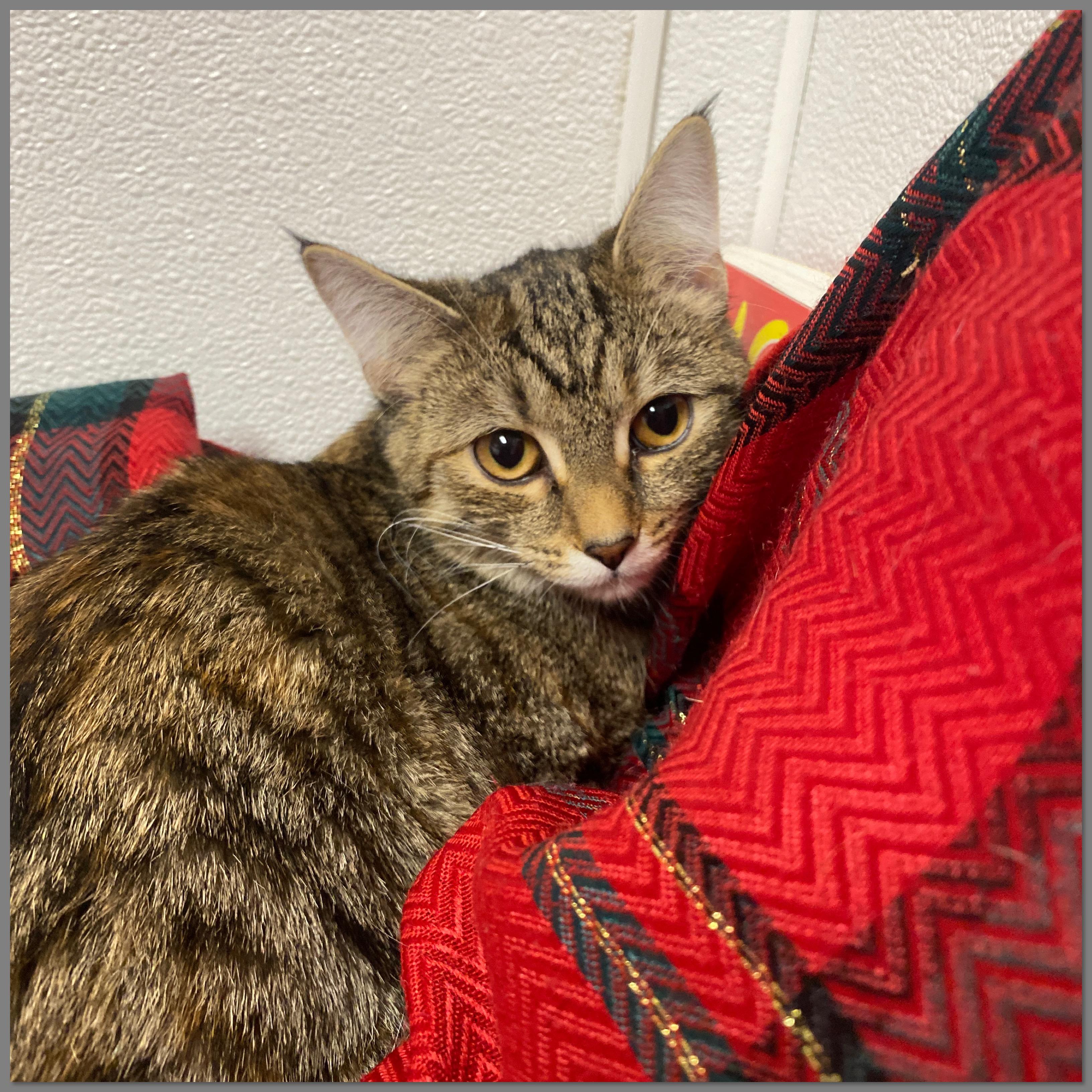 Ivy, Adoptable, Young Female Domestic Short Hair.