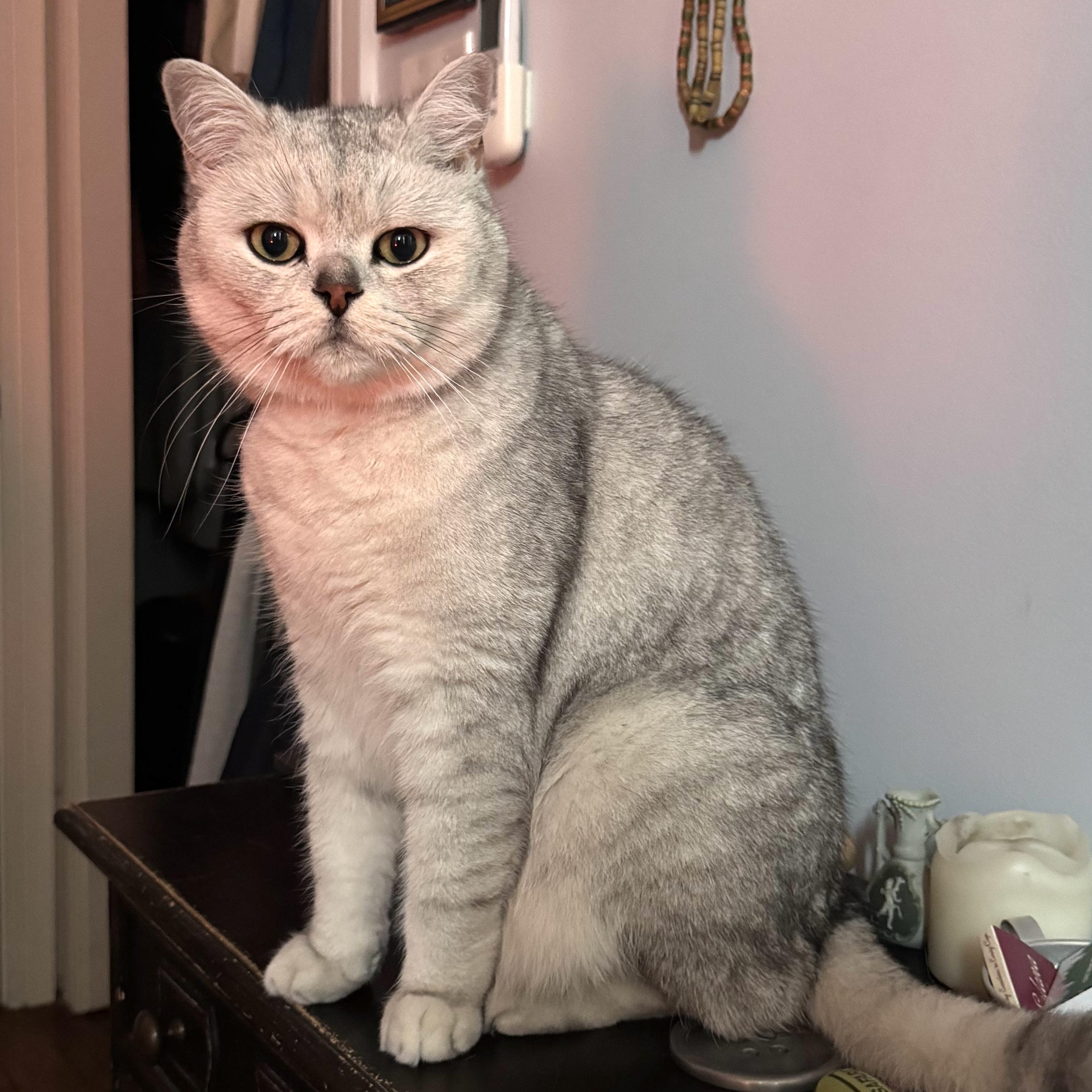 Pepper