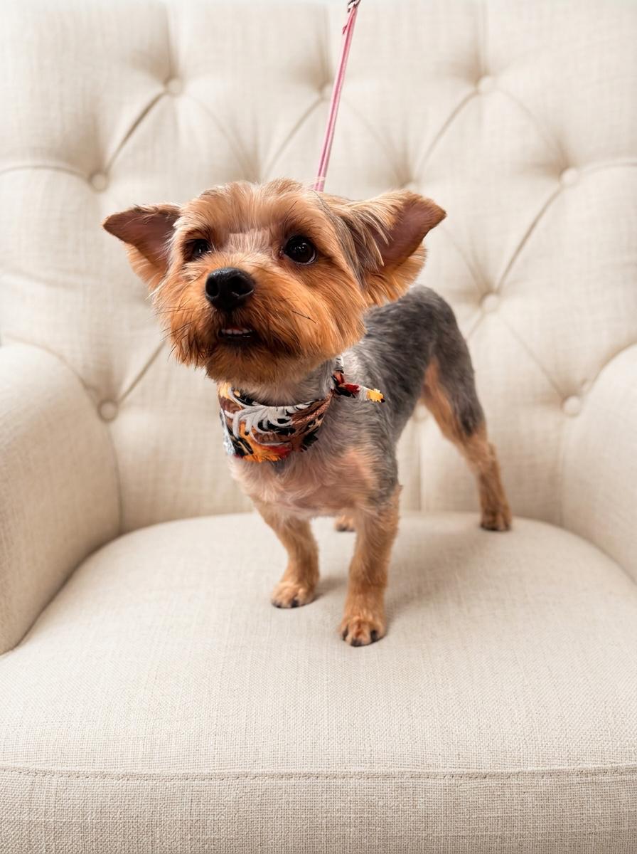 Enlarge GIZMO...sweet,loving, Velcro dog, a Adopted Yorkshire Terrier in Cantonment, FL image 3/5