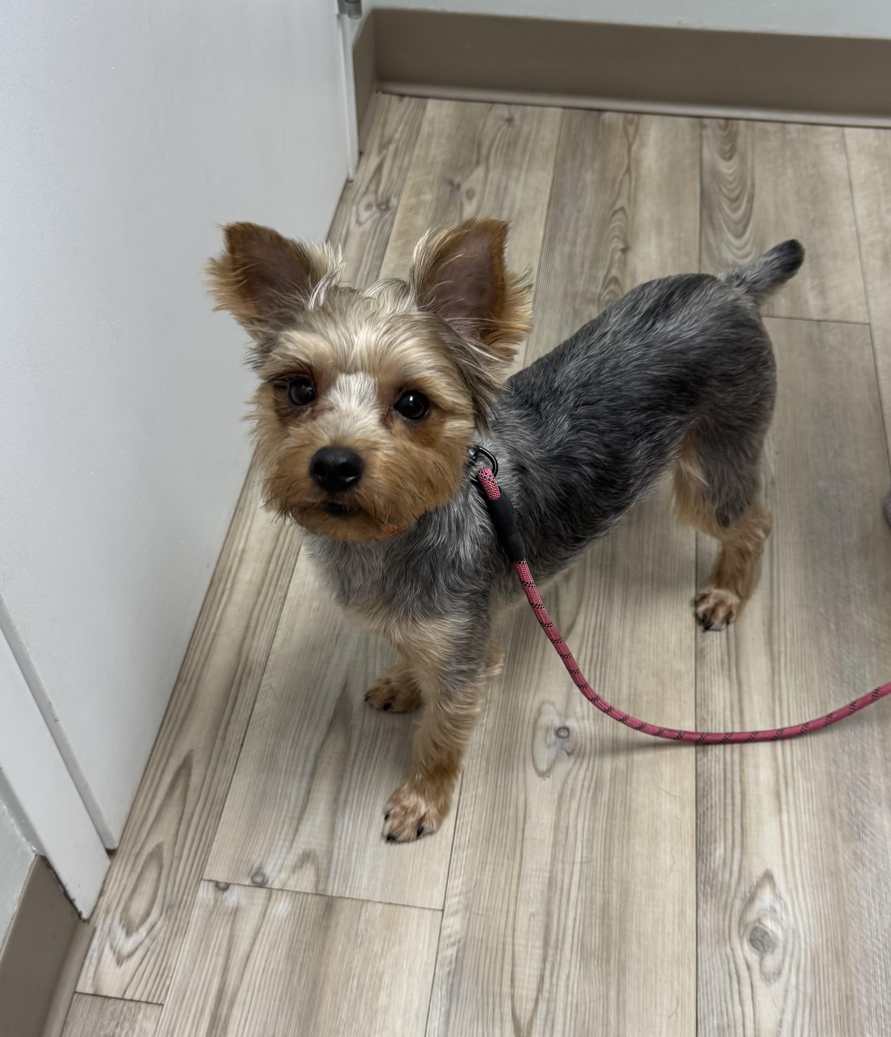 Enlarge GIZMO...sweet,loving, Velcro dog, a Adopted Yorkshire Terrier in Cantonment, FL image 5/5