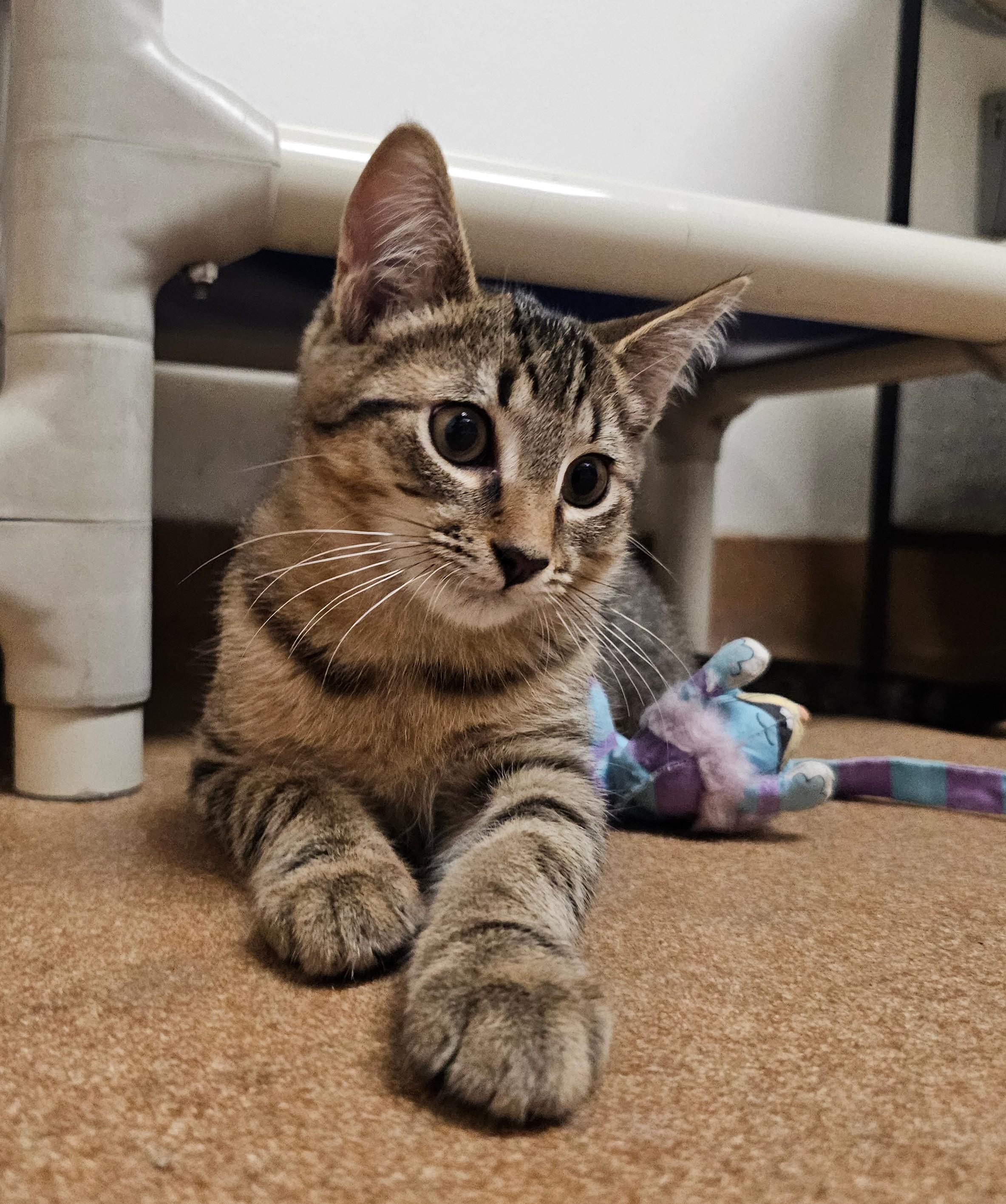 Enlarge Ross (with Betsy), a Adoptable Domestic Short Hair in Norwalk, CT image 2/3