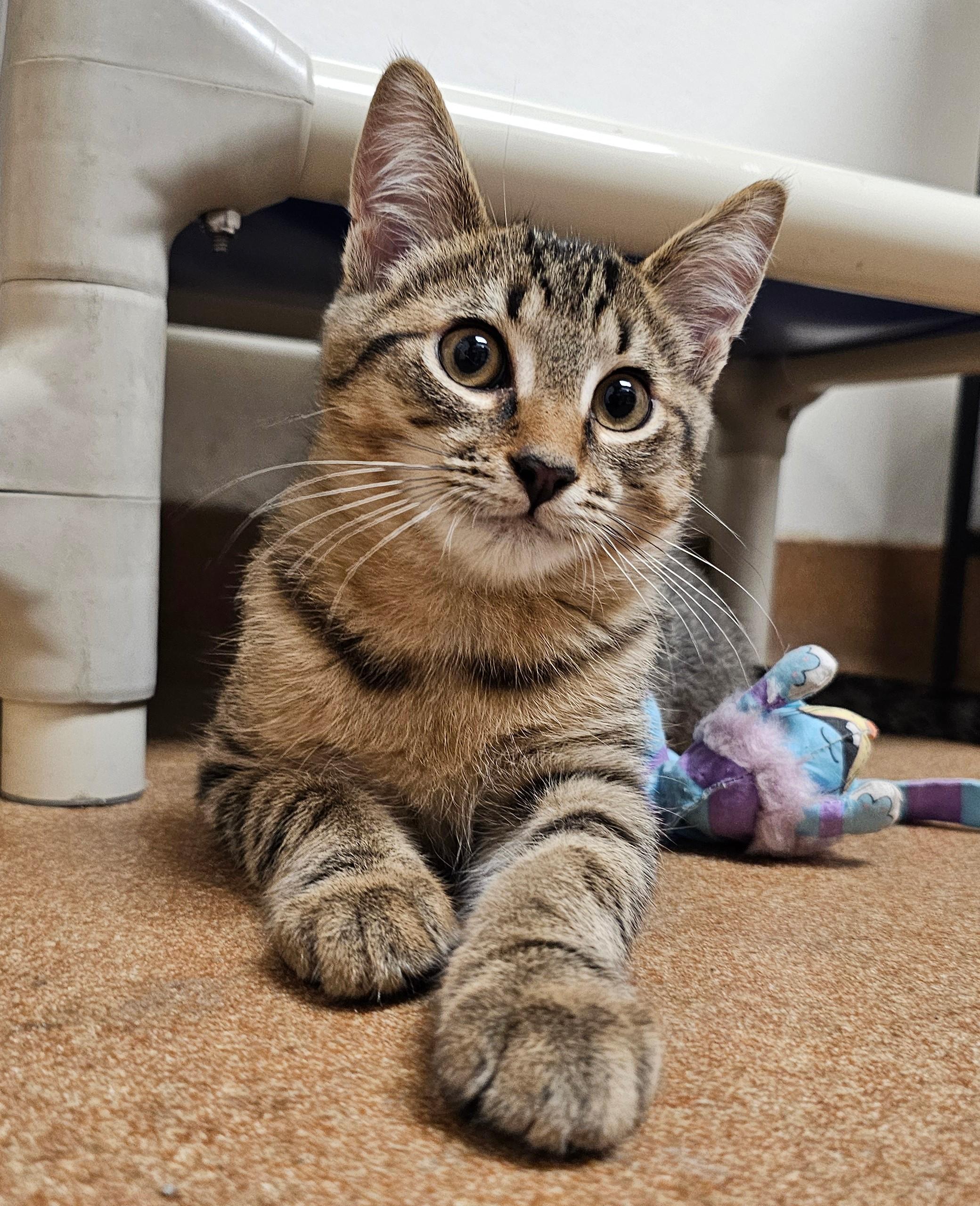 Ross (with Betsy), Adoptable, Kitten Male Domestic Short Hair.