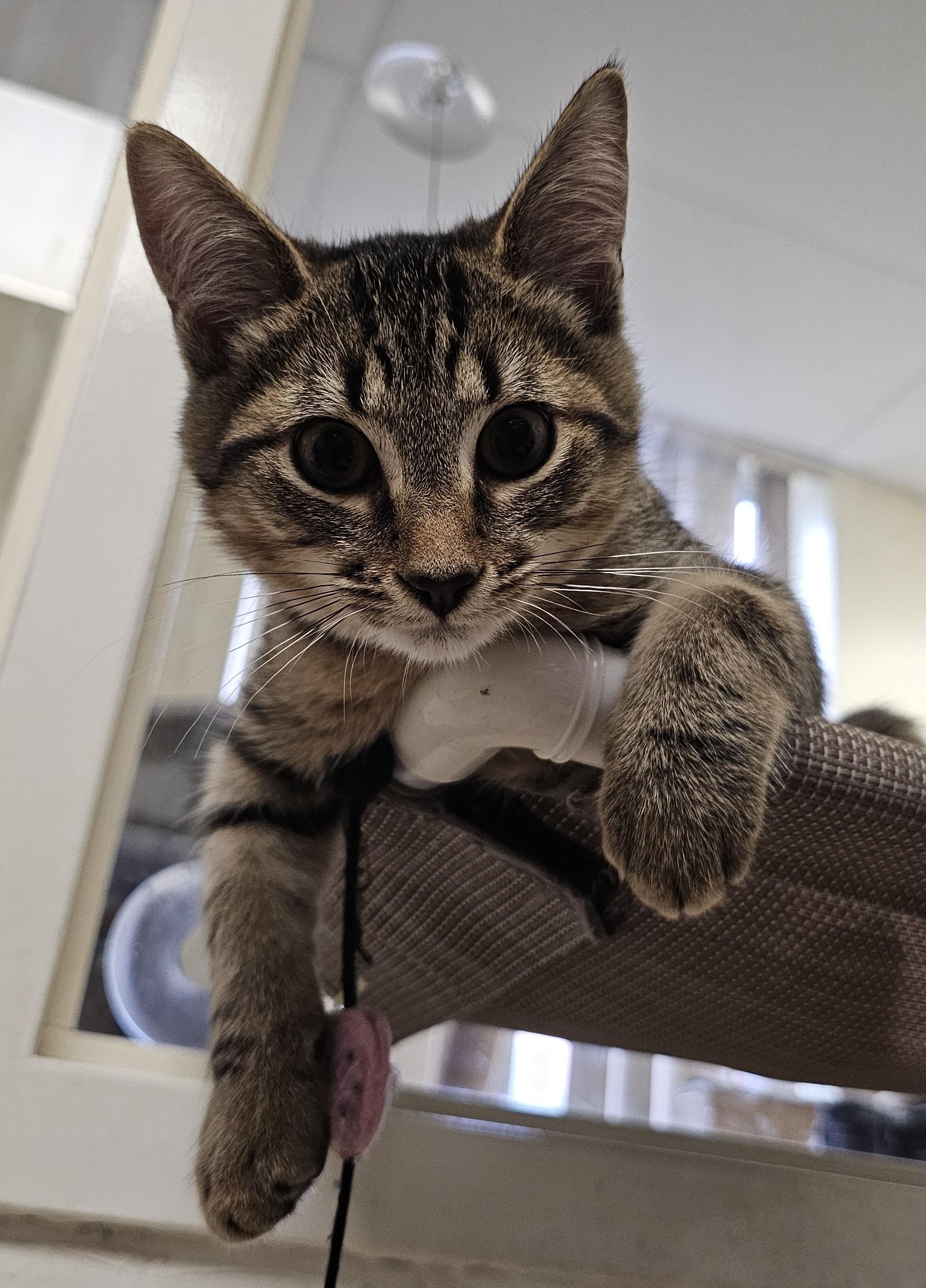 Enlarge Ross (with Betsy), a Adoptable Domestic Short Hair in Norwalk, CT image 3/3