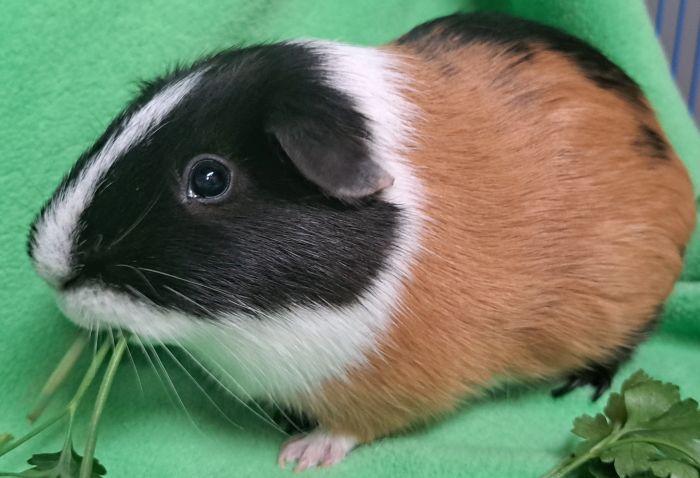 Bear, Adoptable, Adult Male Short-Haired.