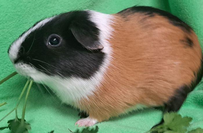 Enlarge Bear, a Adoptable Short-Haired in Roselle, IL image 2/4