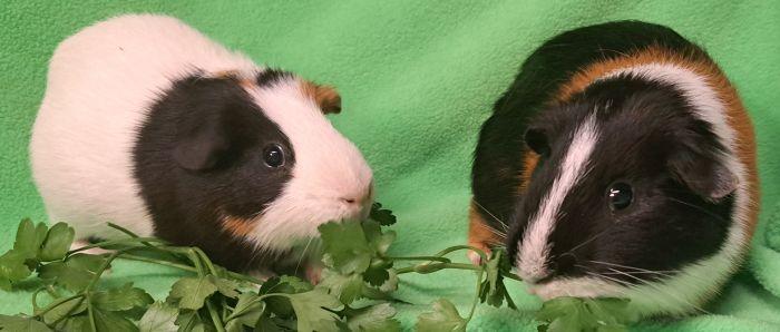 Enlarge Bear, a Adoptable Short-Haired in Roselle, IL image 3/4