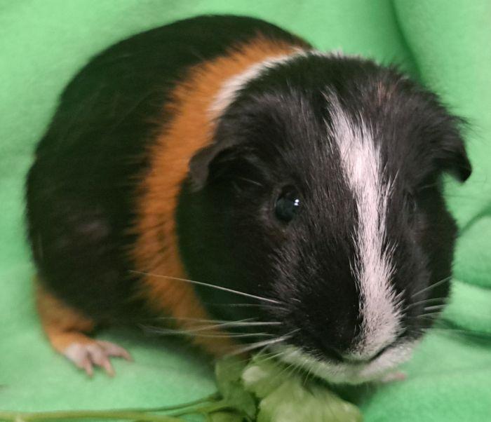 Enlarge Bear, a Adoptable Short-Haired in Roselle, IL image 4/4