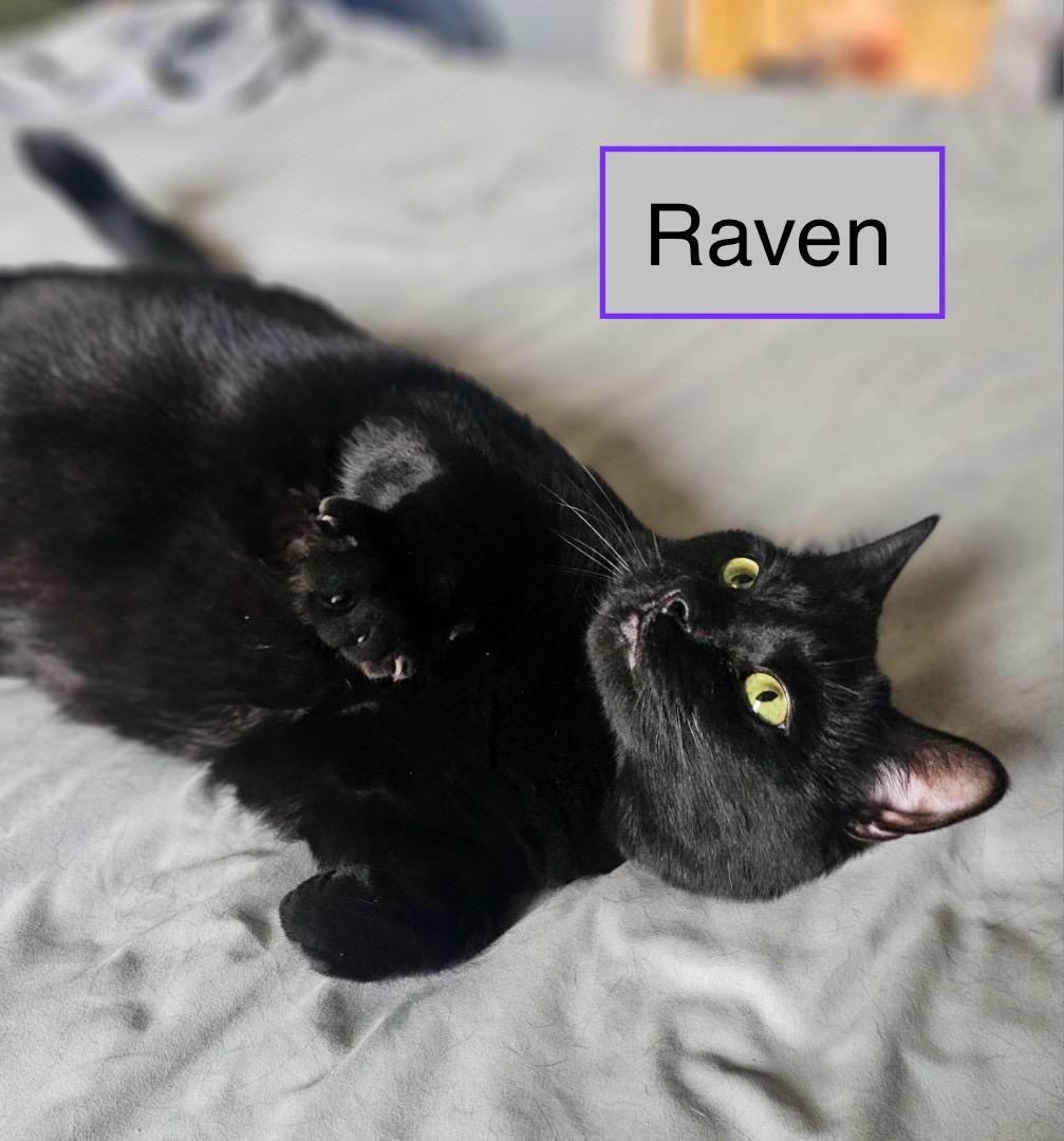 RAVEN - Female - Adult - Black , ADOPTABLE, Adult Female Domestic Short Hair.