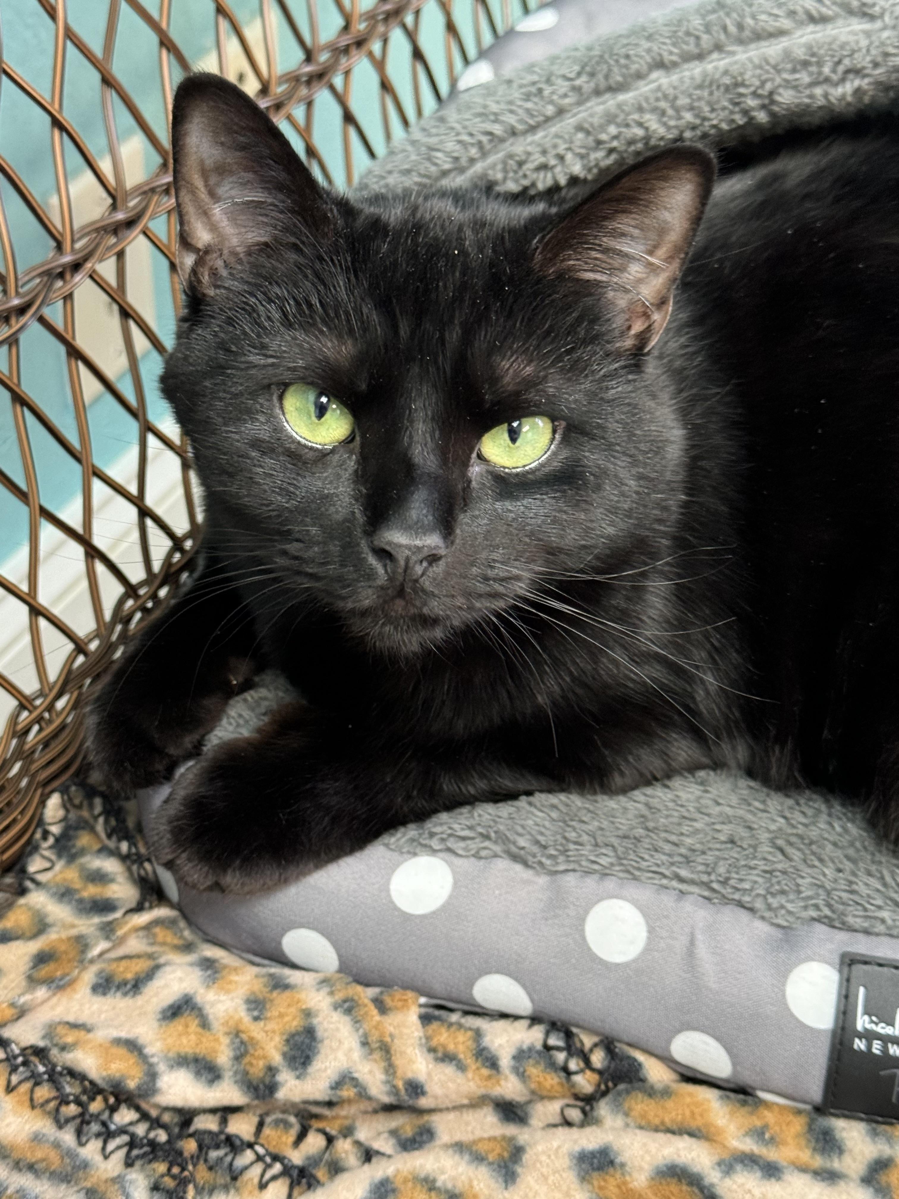Enlarge RAVEN - Female - Adult - Black , a ADOPTABLE Domestic Short Hair in Monroe, NC image 4/6