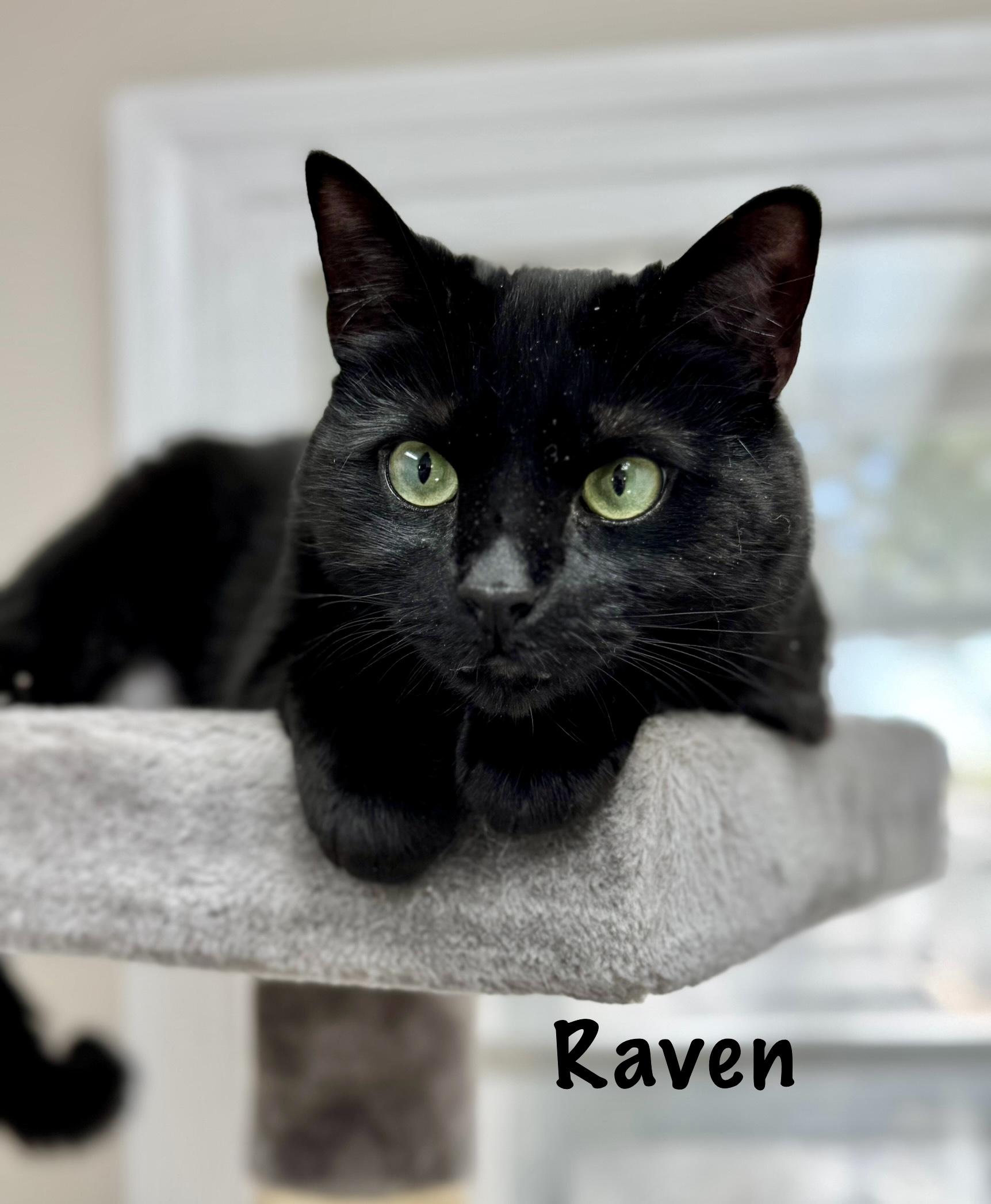 Enlarge RAVEN - Female - Adult - Black , a ADOPTABLE Domestic Short Hair in Monroe, NC image 5/6