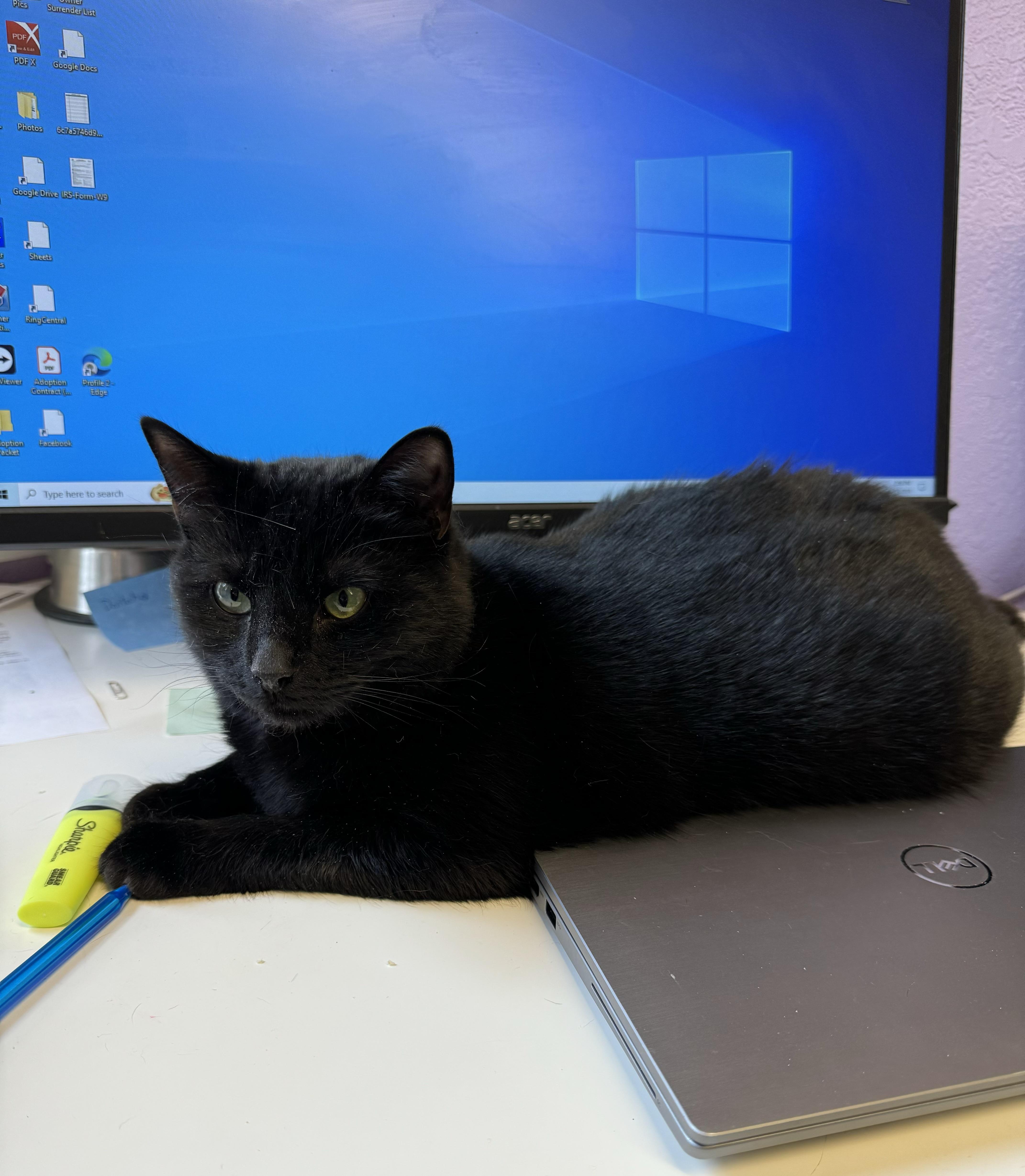 Enlarge RAVEN - Female - Adult - Black , a ADOPTABLE Domestic Short Hair in Monroe, NC image 3/6