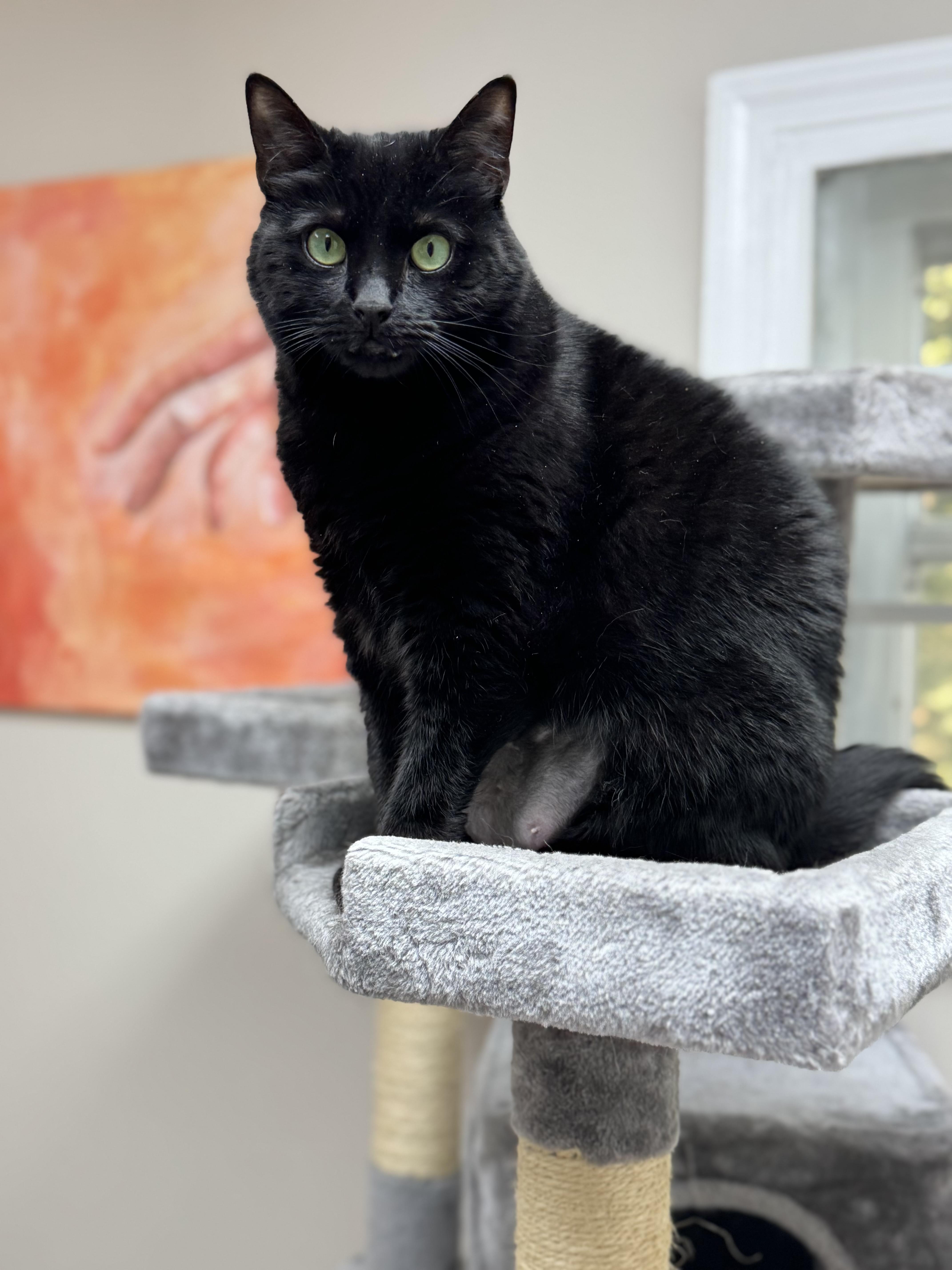 Enlarge RAVEN - Female - Adult - Black , a ADOPTABLE Domestic Short Hair in Monroe, NC image 6/6