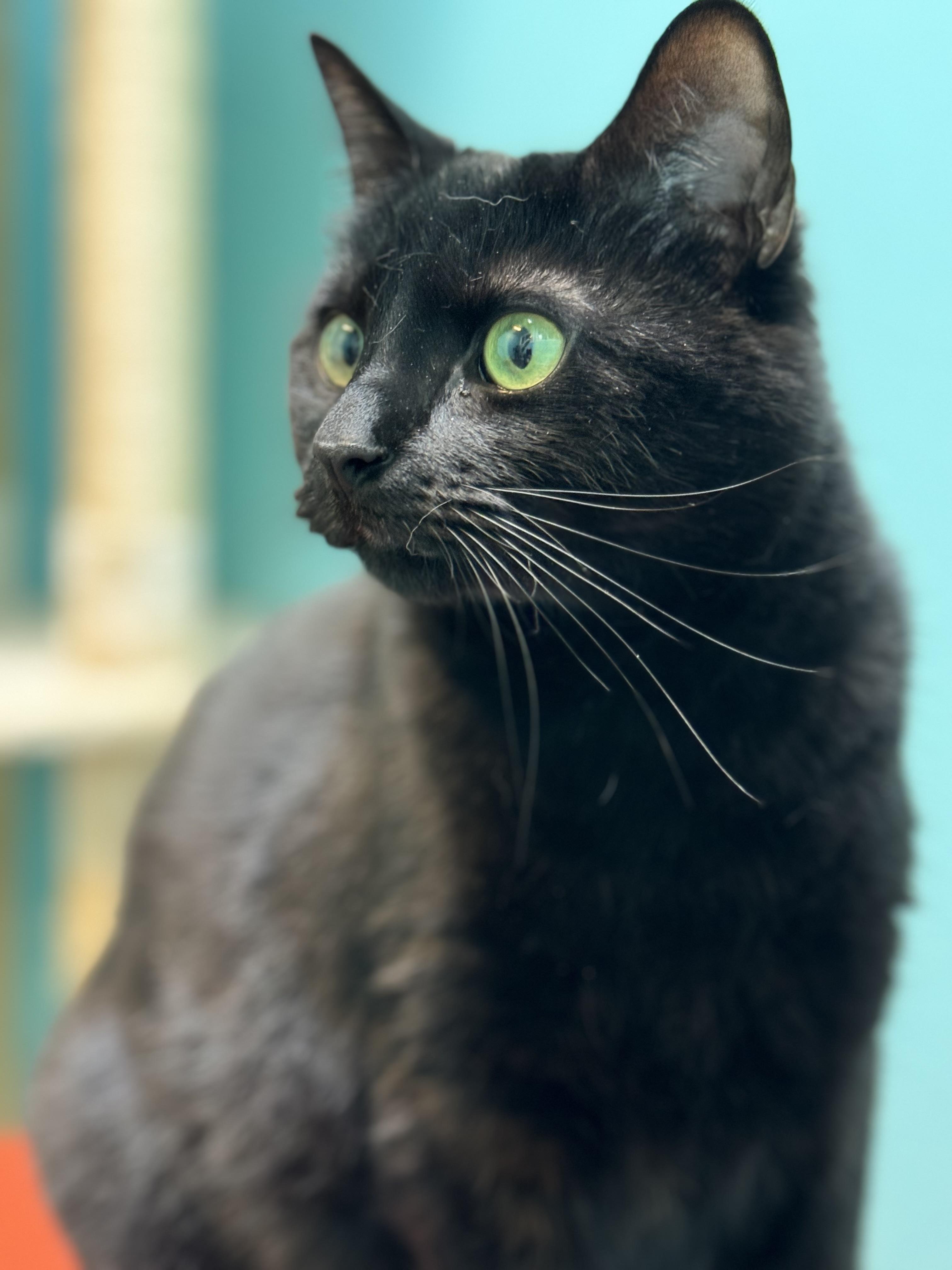 RAVEN - Female - Adult - Black , Adoptable, Adult Female Domestic Short Hair.