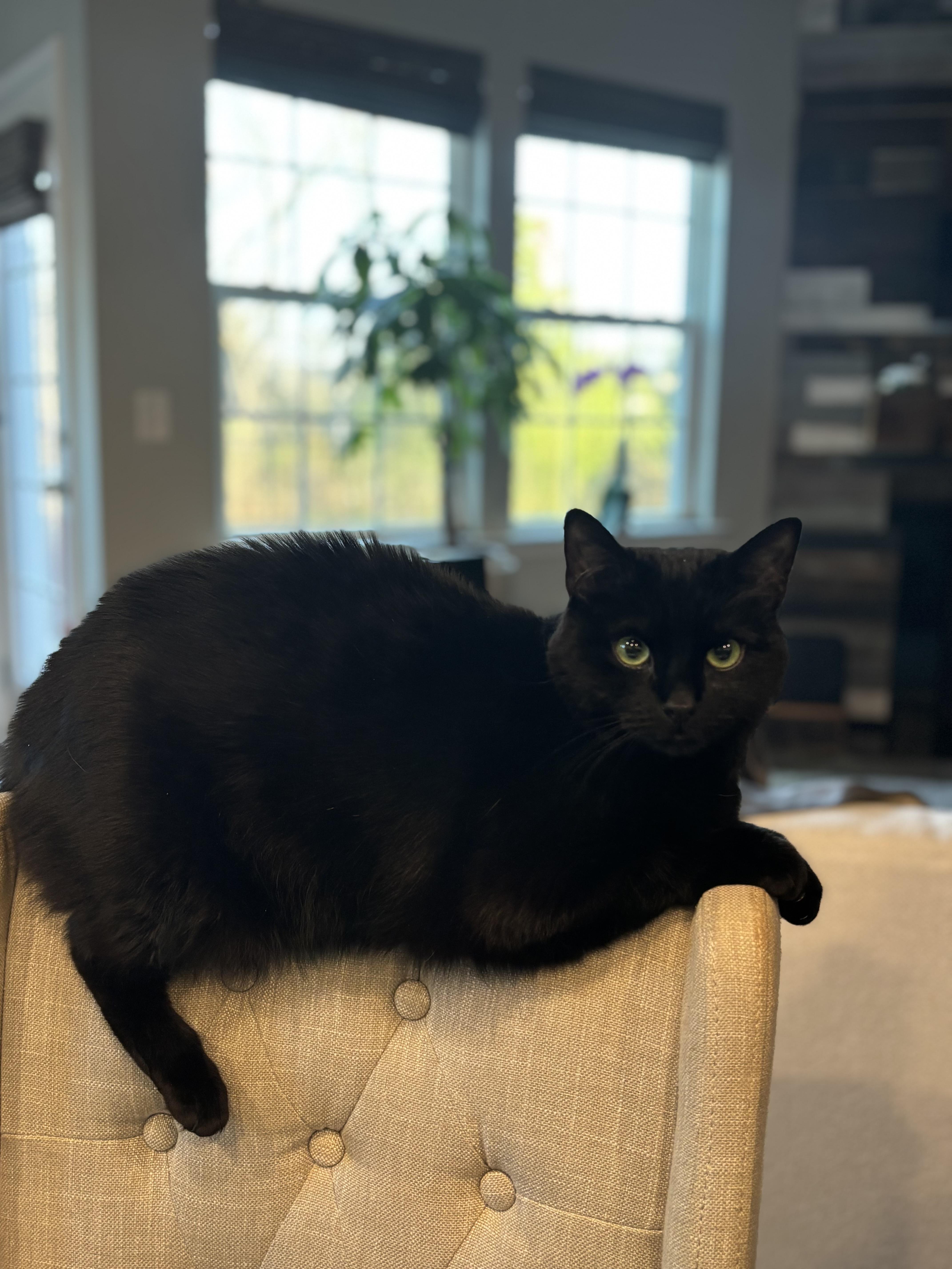 Enlarge RAVEN - Female - Adult - Black , a ADOPTABLE Domestic Short Hair in Monroe, NC image 3/5