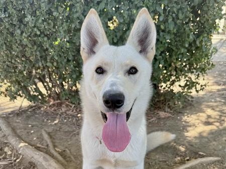 SNOWY, Adoptable, Adult Male German Shepherd Dog & Mixed Breed.