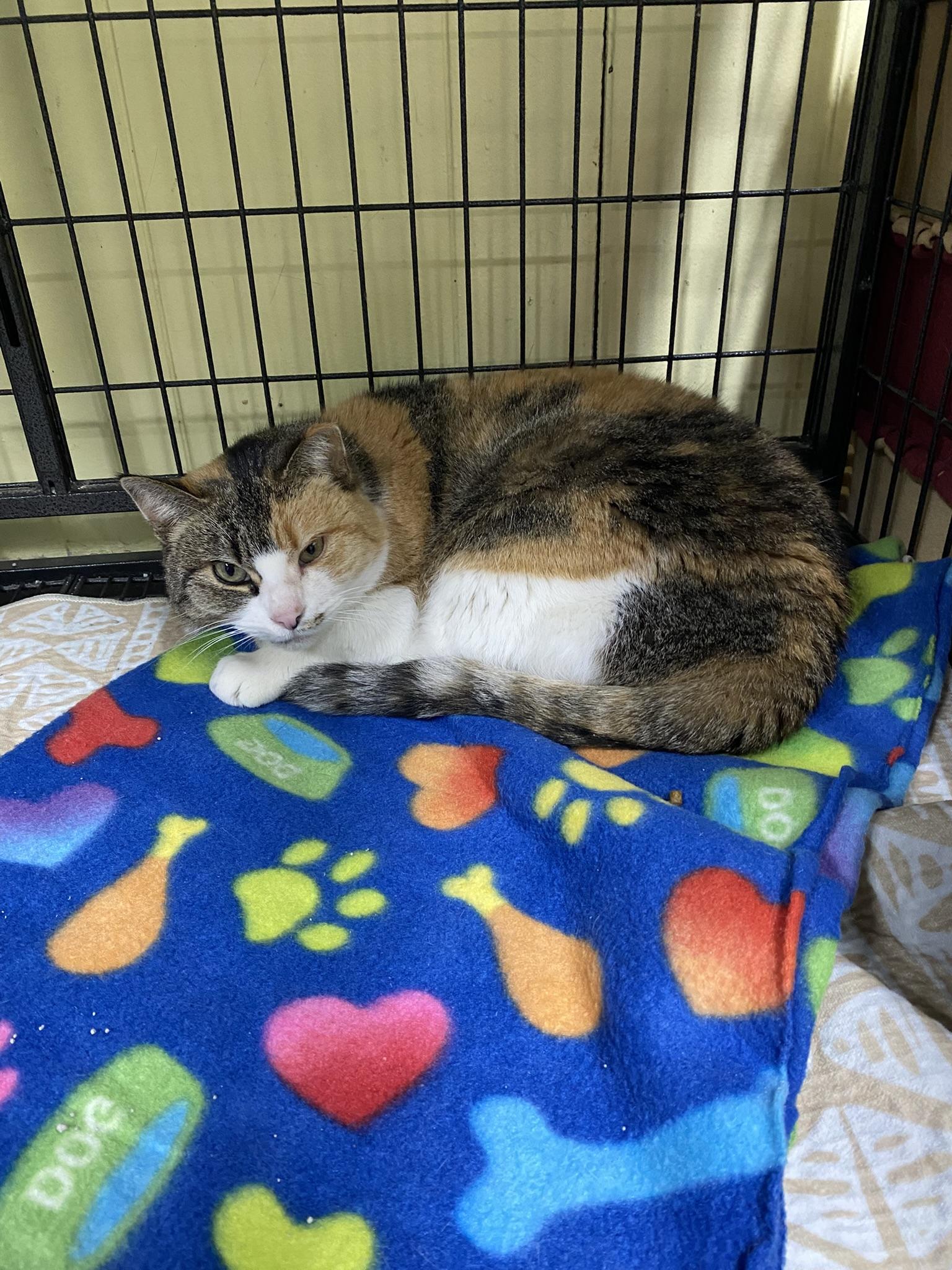 Enlarge Ms. Doris, a Adoptable Torbie in New Richmond, WI image 1/1