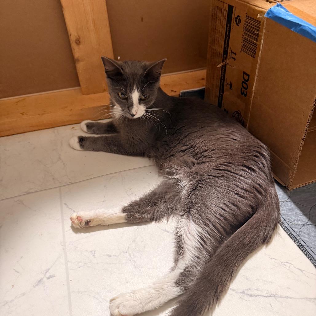 Harmony, a Adoptable Domestic Short Hair in Huntsville, AL image 2/5