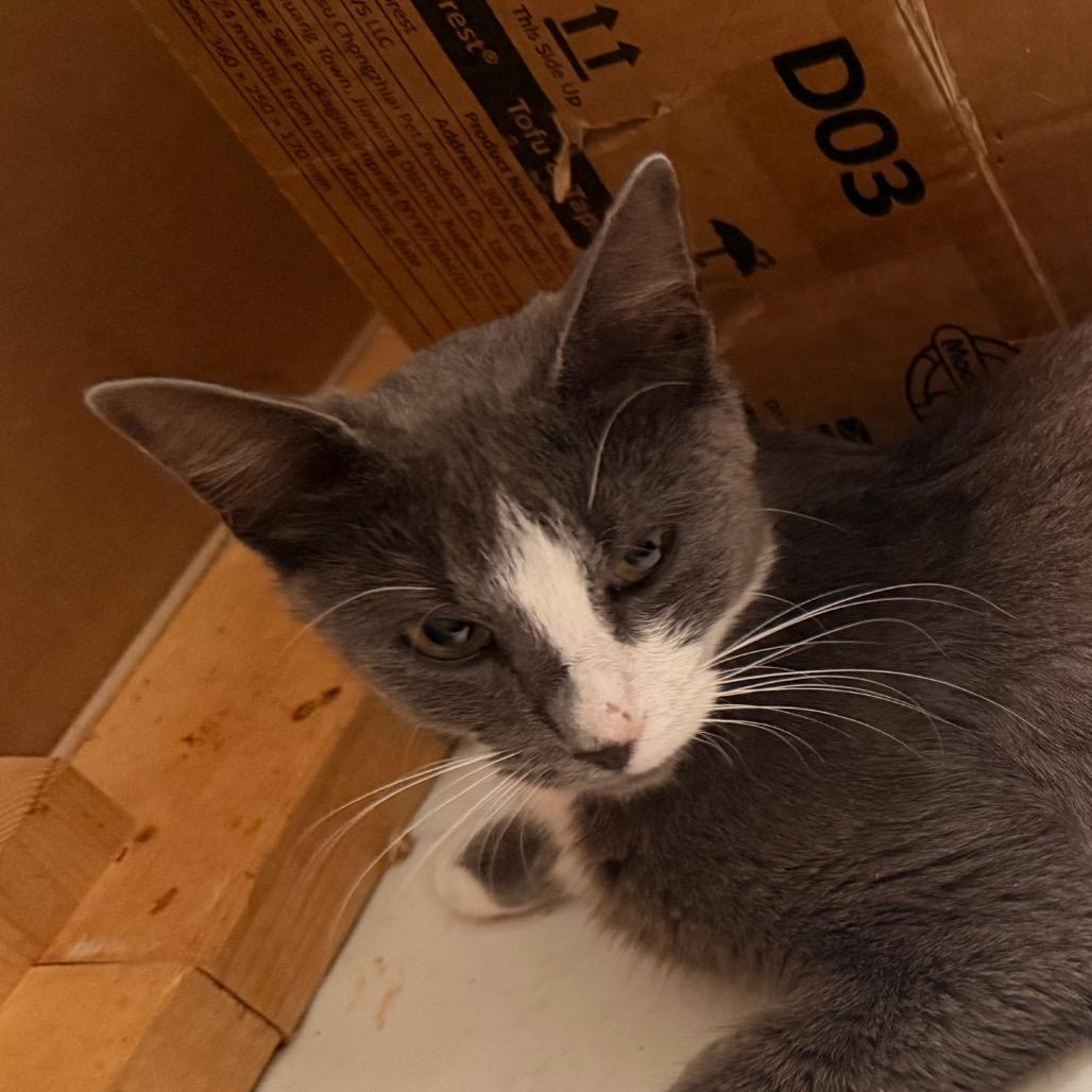 Harmony, a Adoptable Domestic Short Hair in Huntsville, AL image 5/5