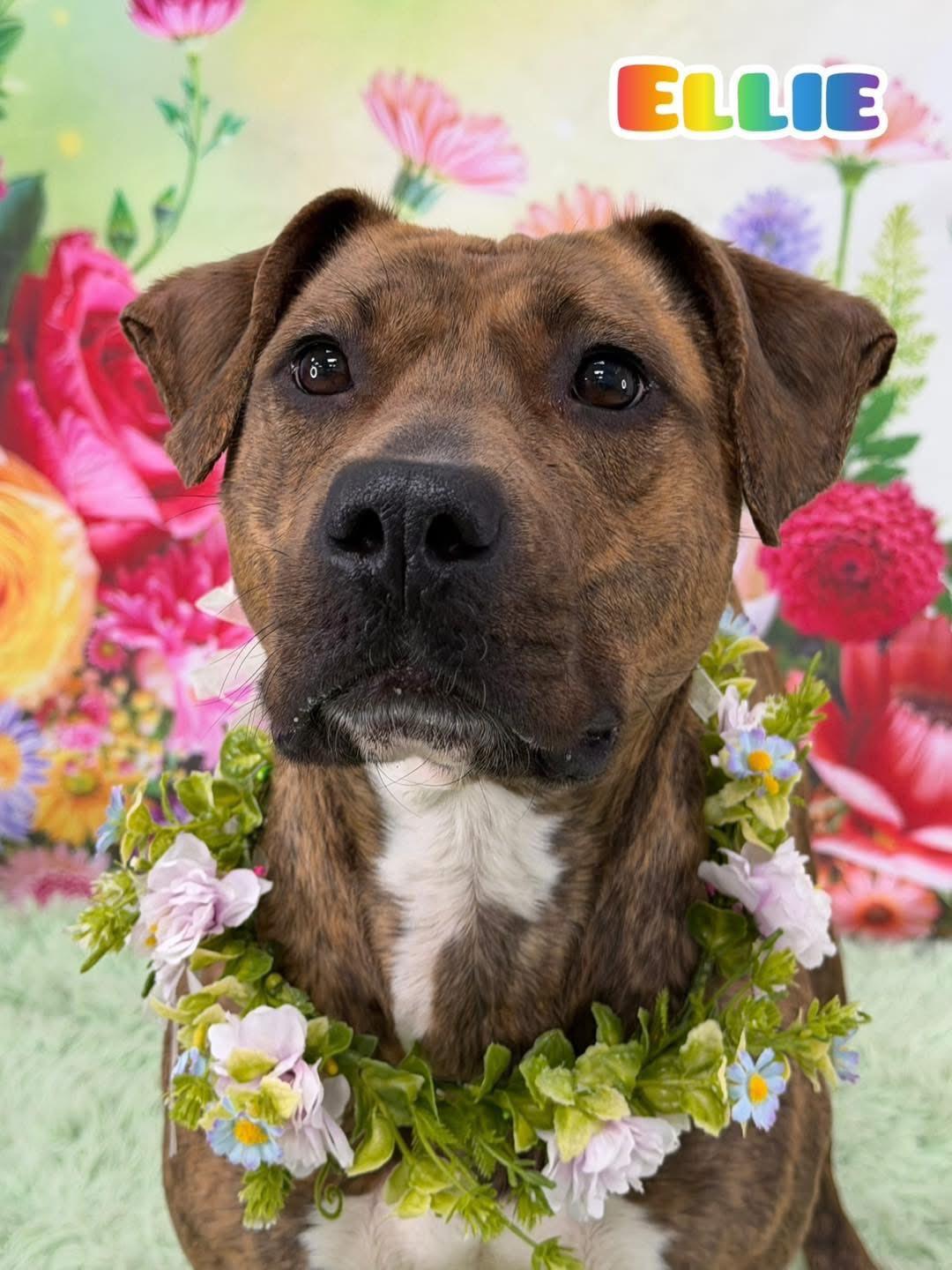 Ellie, adopted, Young Female Mixed Breed.