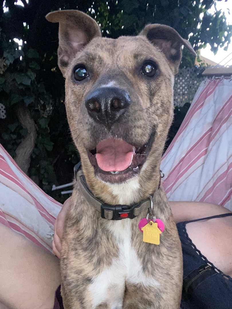 Silvia, Adoptable, Young Female Mountain Cur & Greyhound.