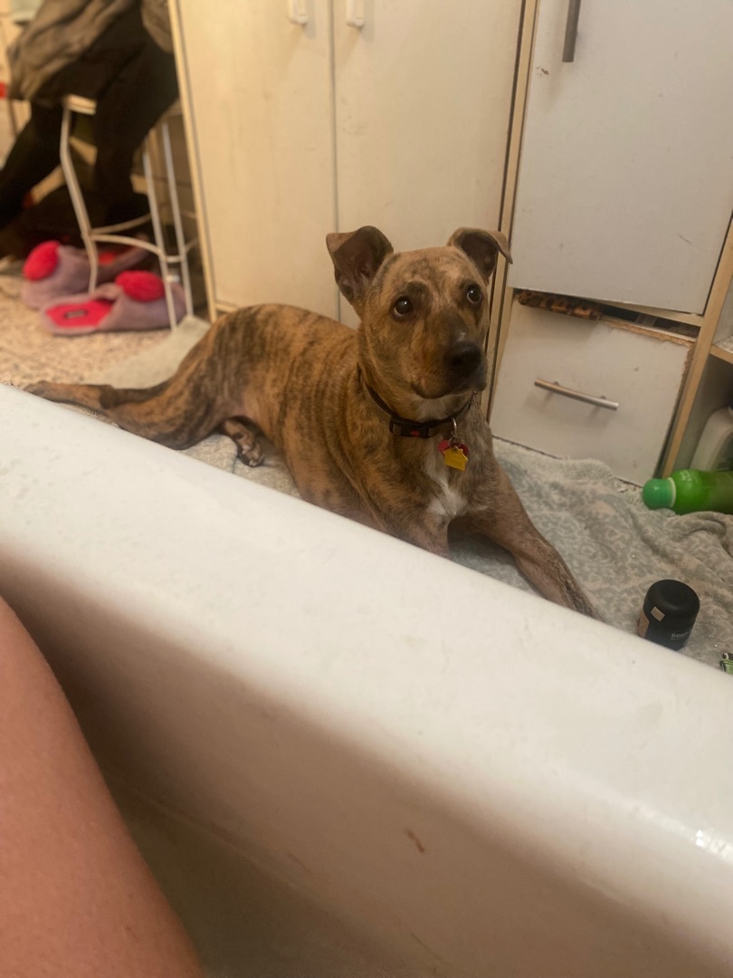 Silvia, a Adoptable mixed breed in Claremont, CA image 2/8