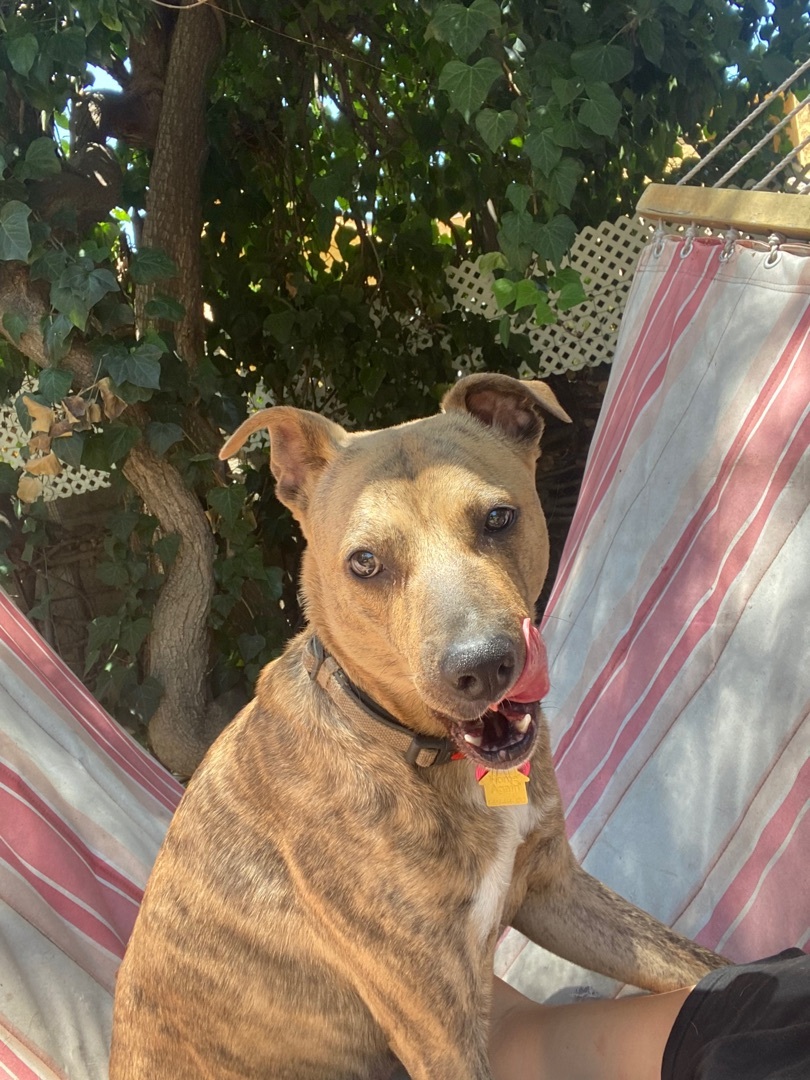 Silvia, a Adoptable mixed breed in Claremont, CA image 3/8