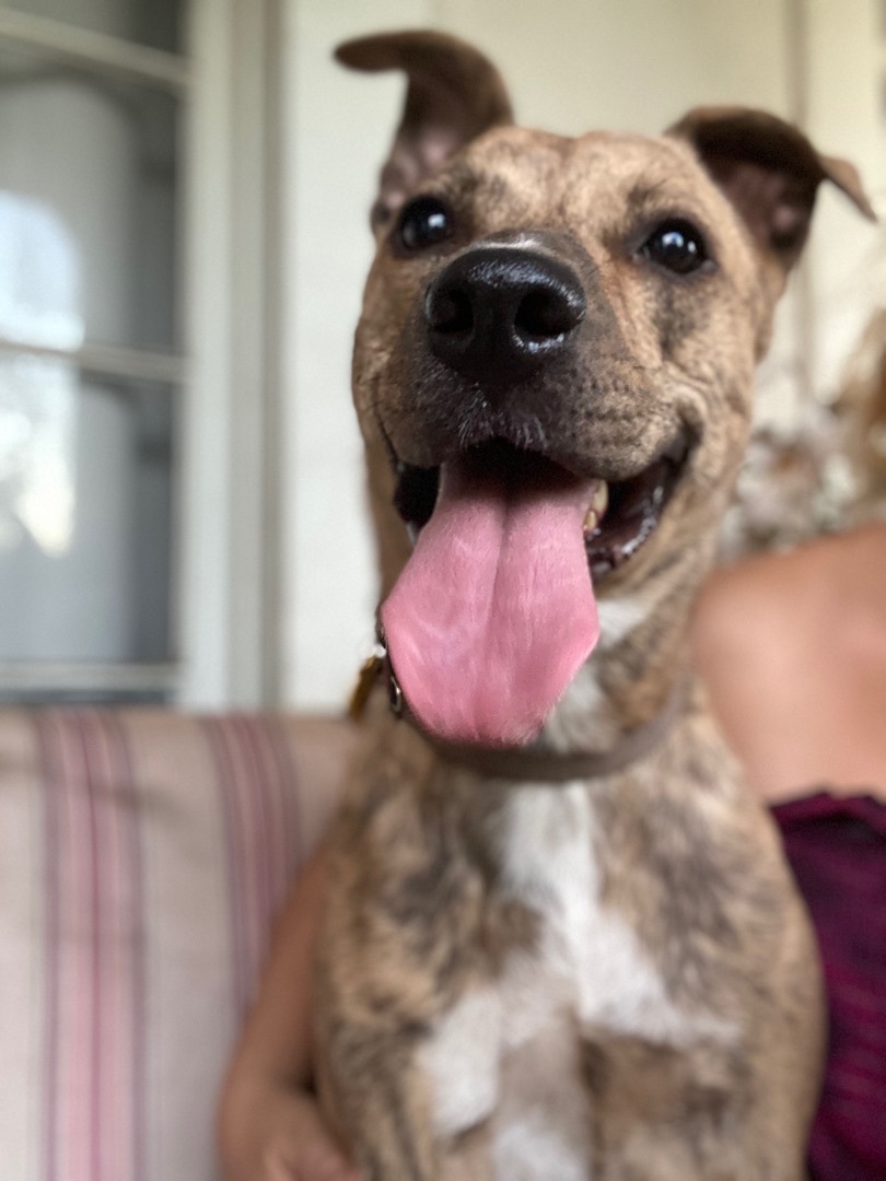 Silvia, a Adoptable mixed breed in Claremont, CA image 4/8