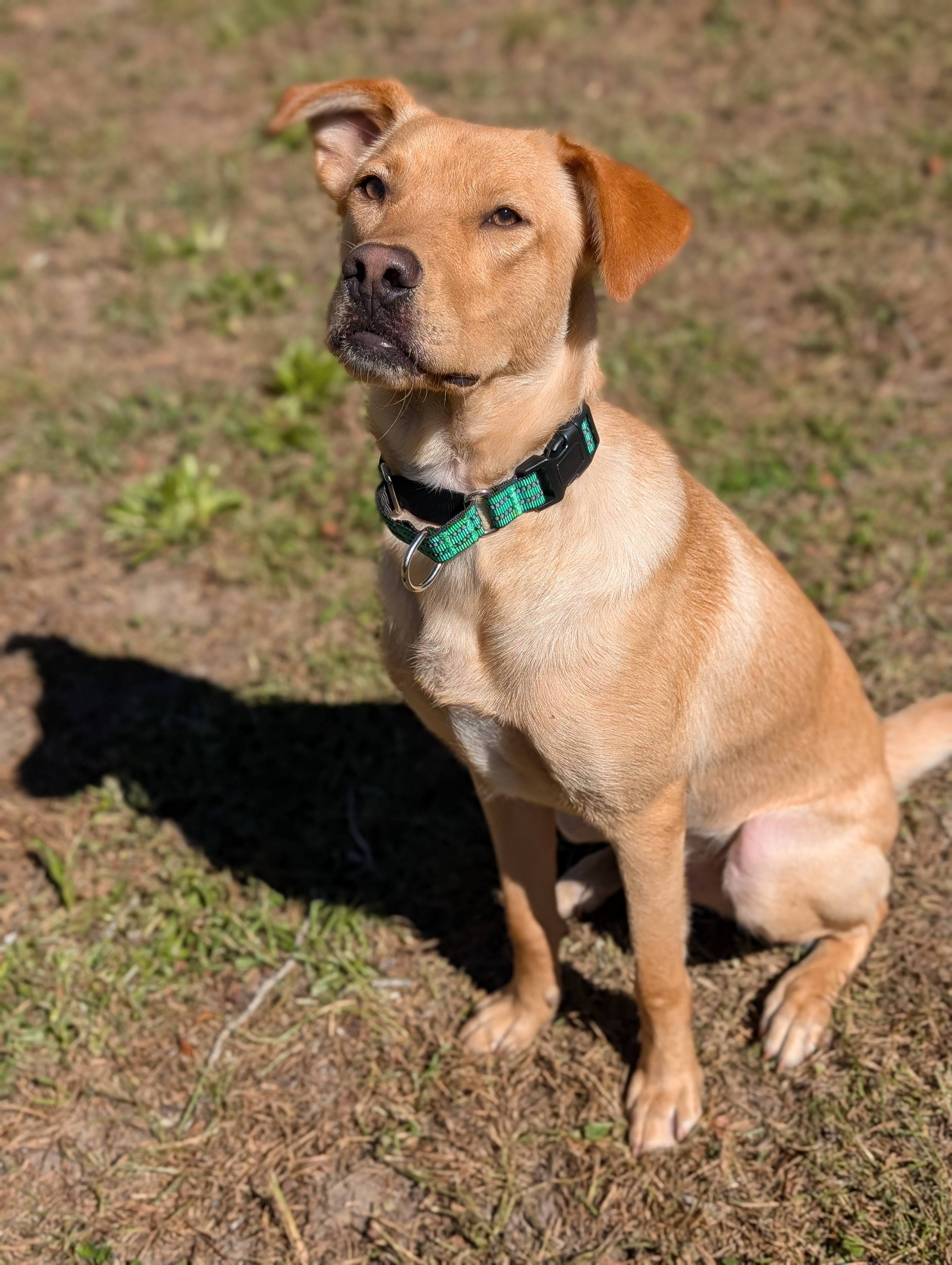 Enlarge Legend, a Adopted mixed breed in Bloomingdale, GA image 1/6