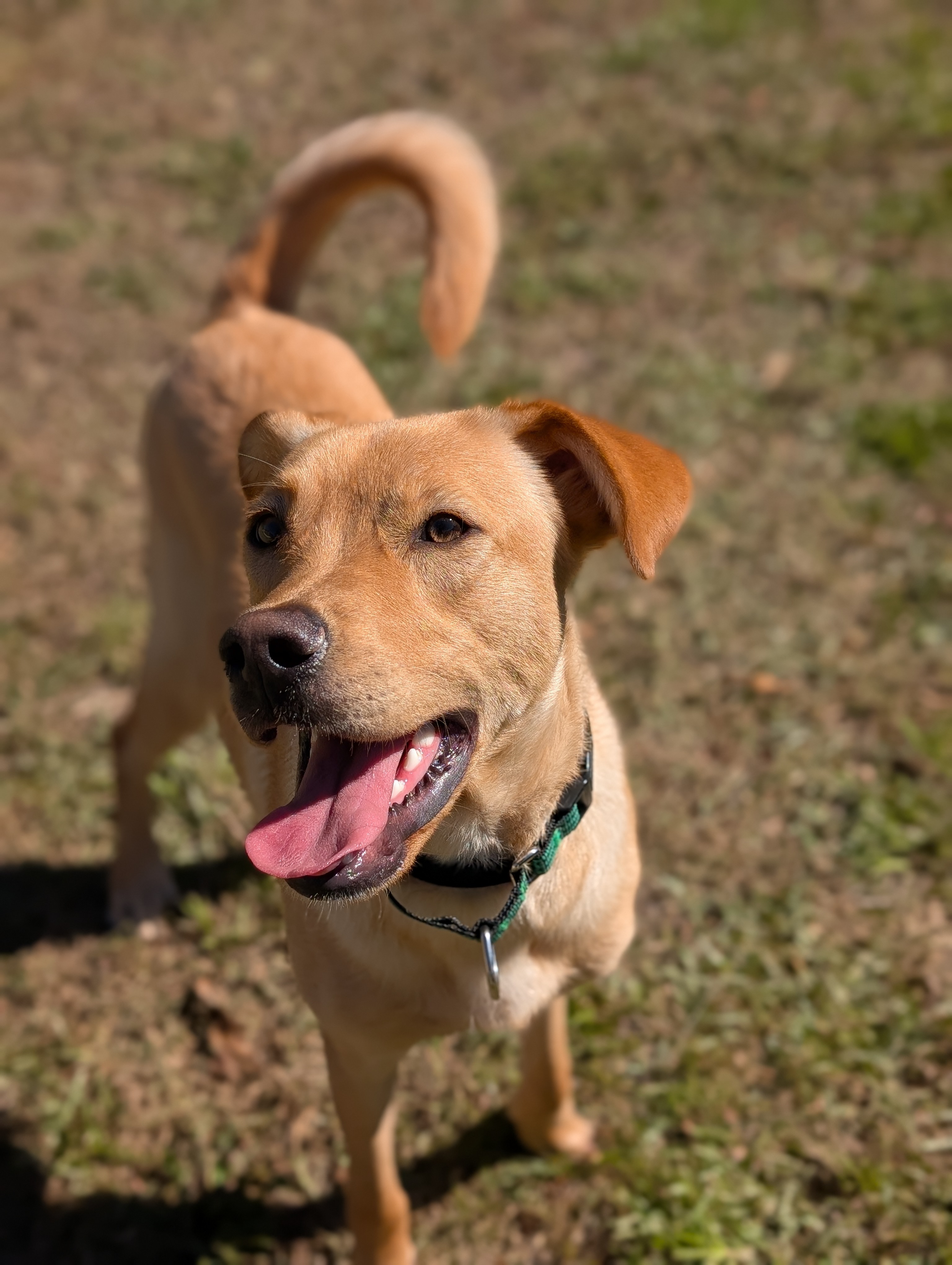 Legend, Adopted, Young Male Yellow Labrador Retriever & Golden Retriever.