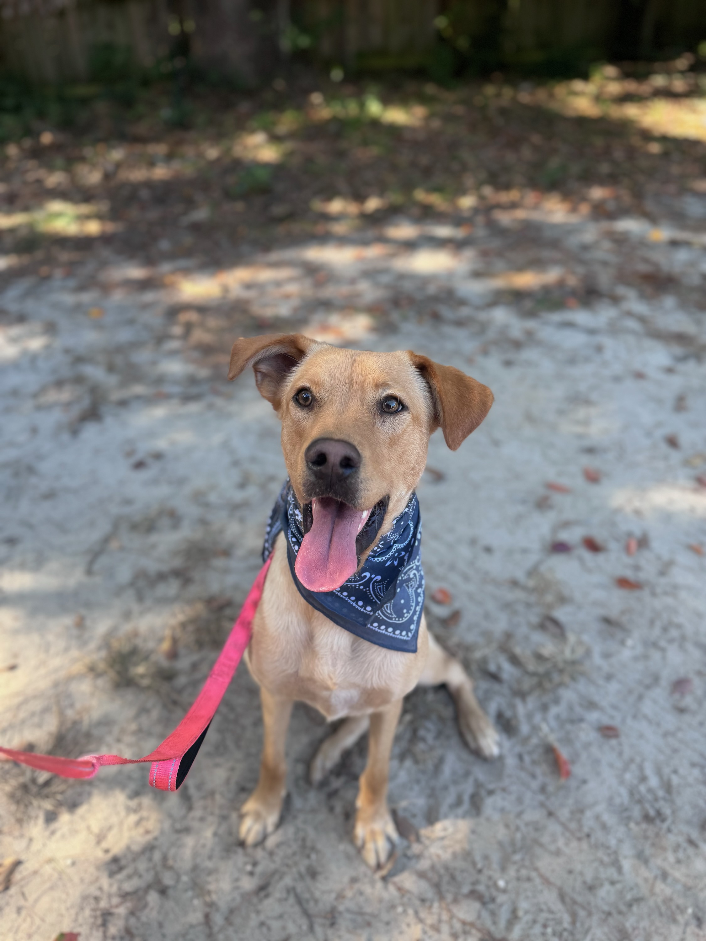 Enlarge Legend, a Adopted mixed breed in Bloomingdale, GA image 3/6