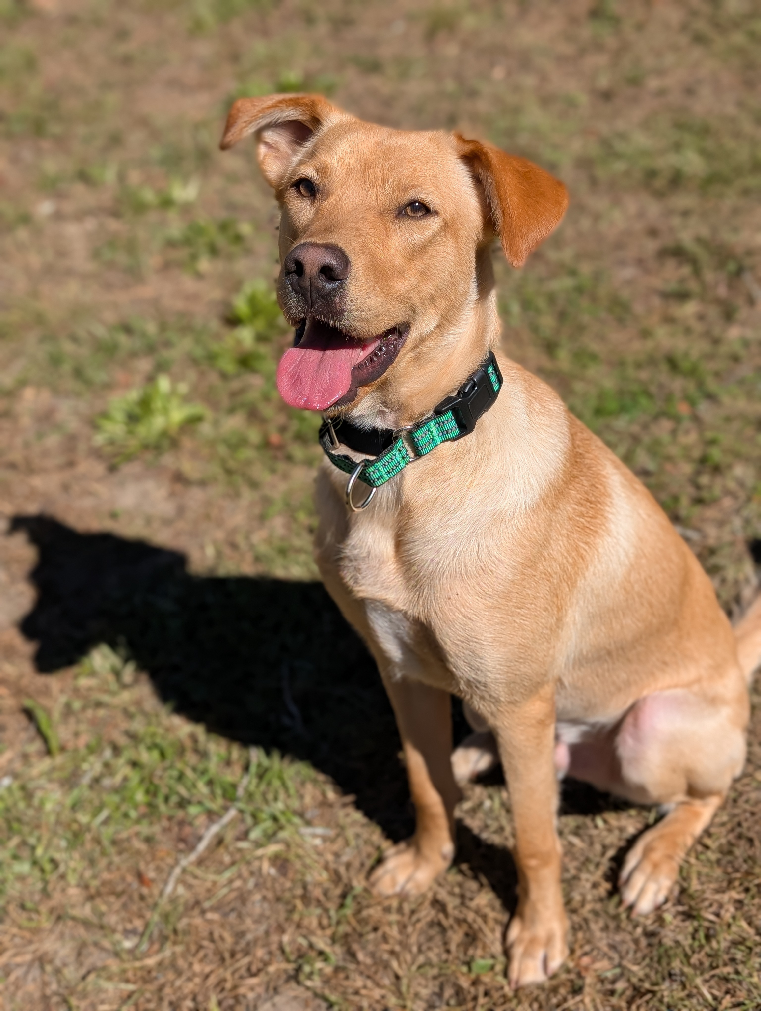 Enlarge Legend, a Adopted mixed breed in Bloomingdale, GA image 4/6