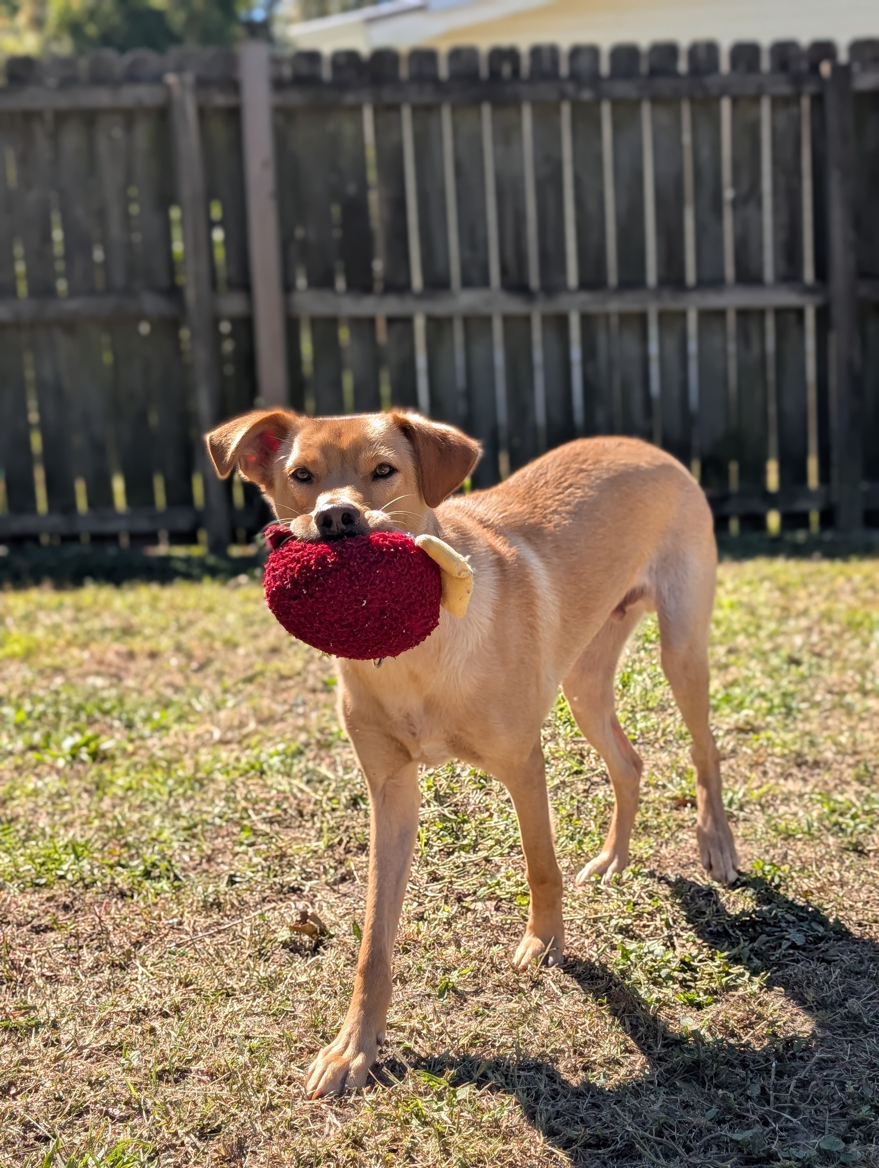Enlarge Legend, a Adopted mixed breed in Bloomingdale, GA image 5/6